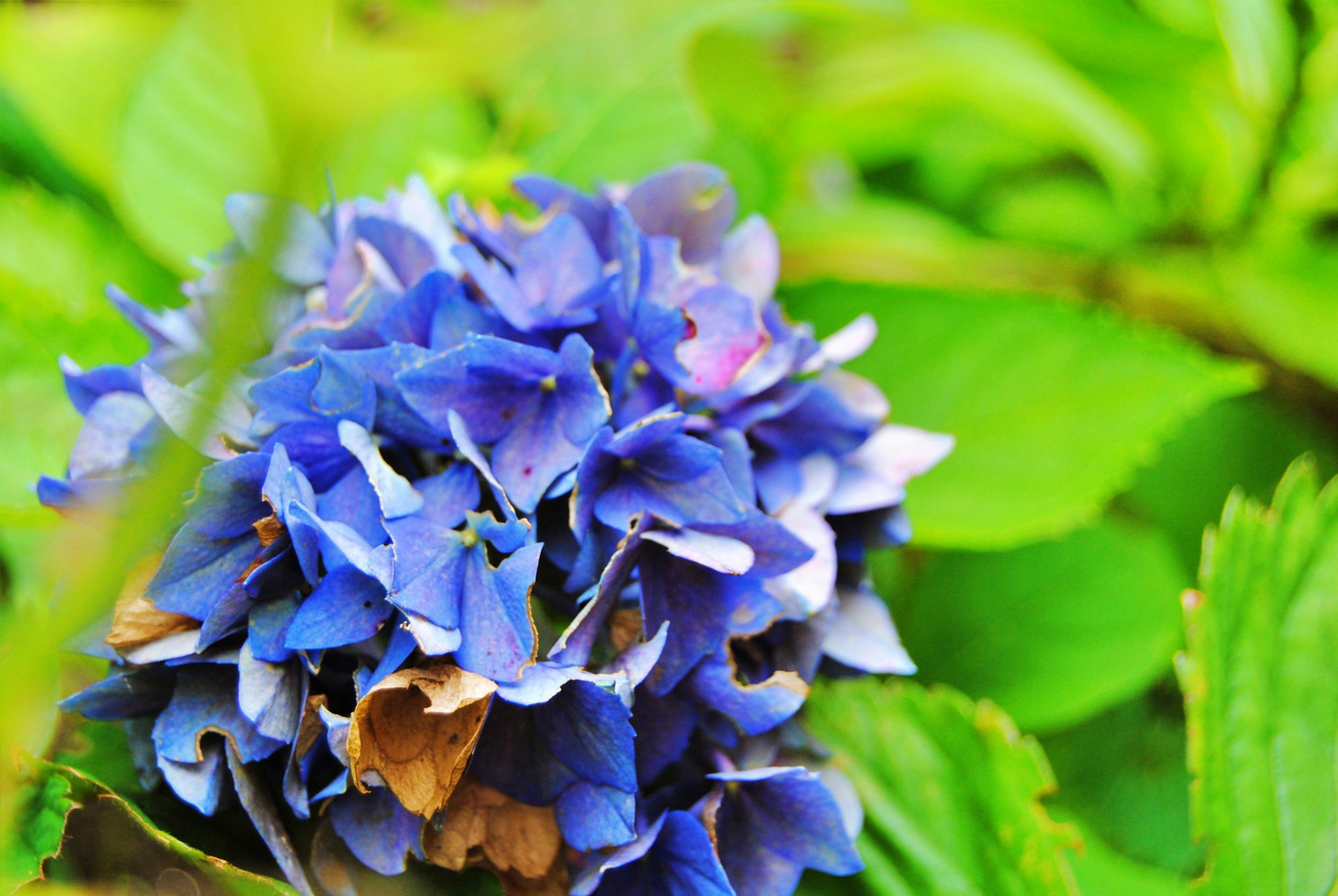 鮮やかな青いアジサイの花が緑の葉に囲まれている