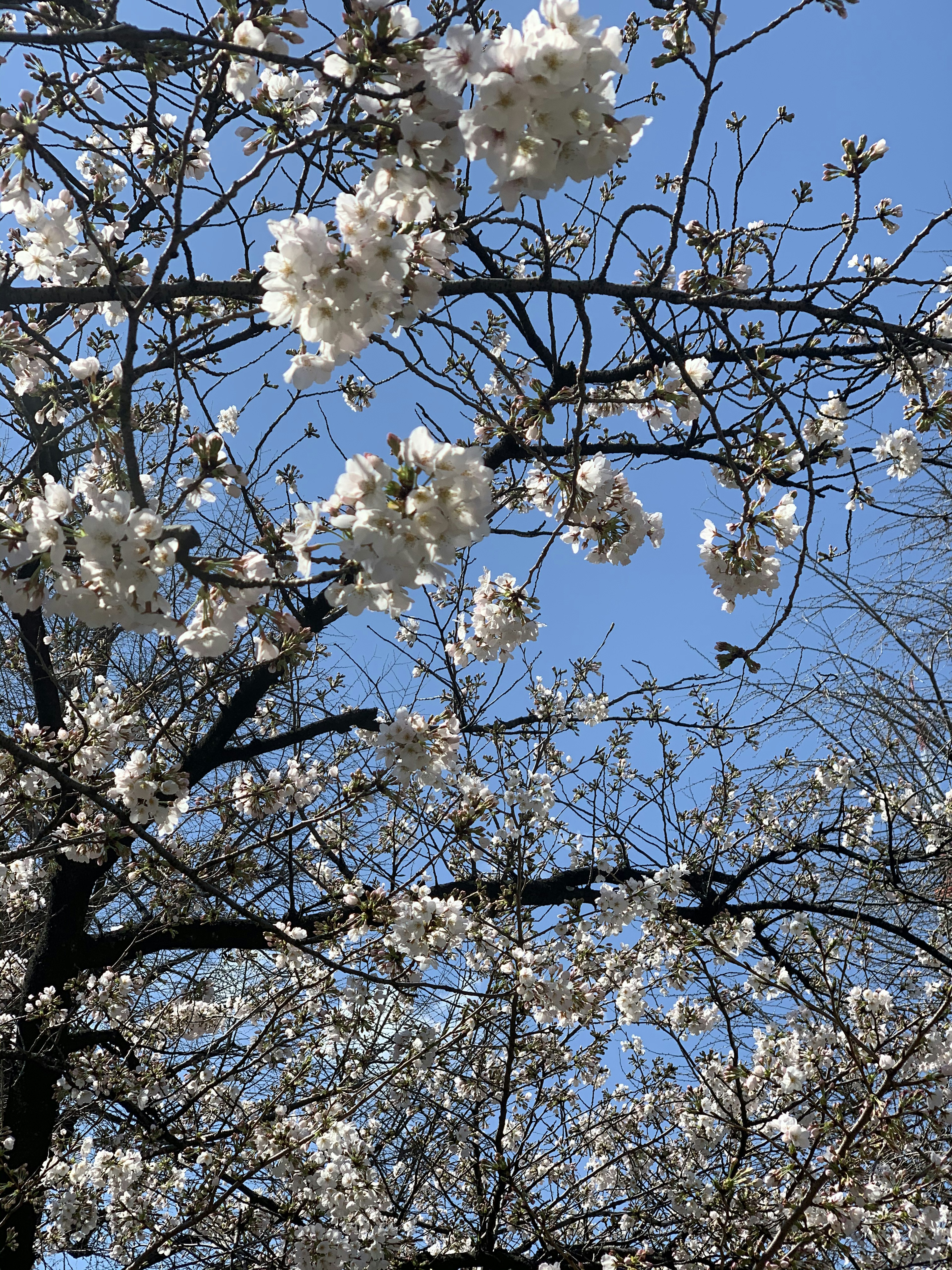 Cabang bunga sakura yang mekar di bawah langit biru