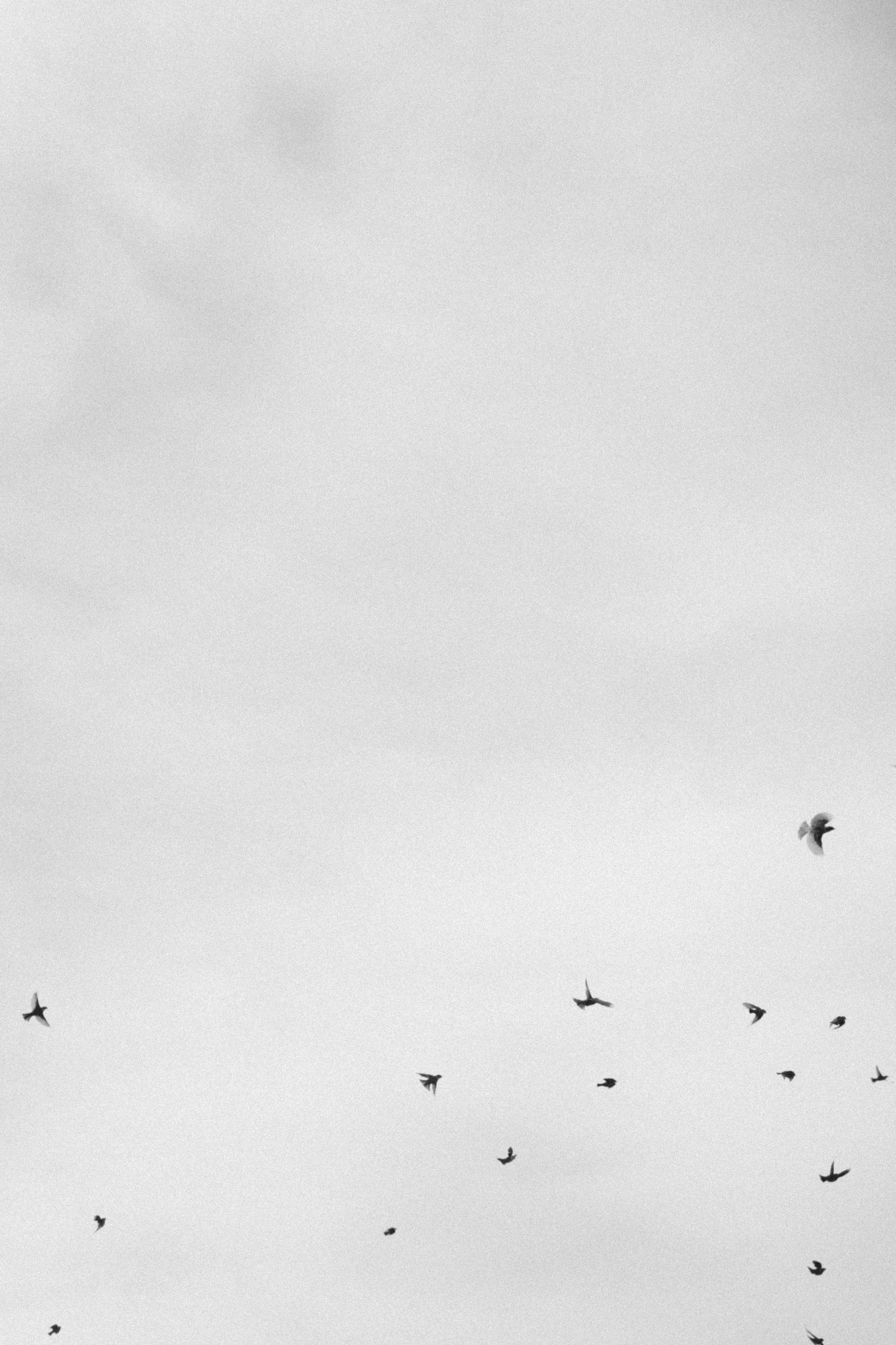 Small birds flying in a white sky