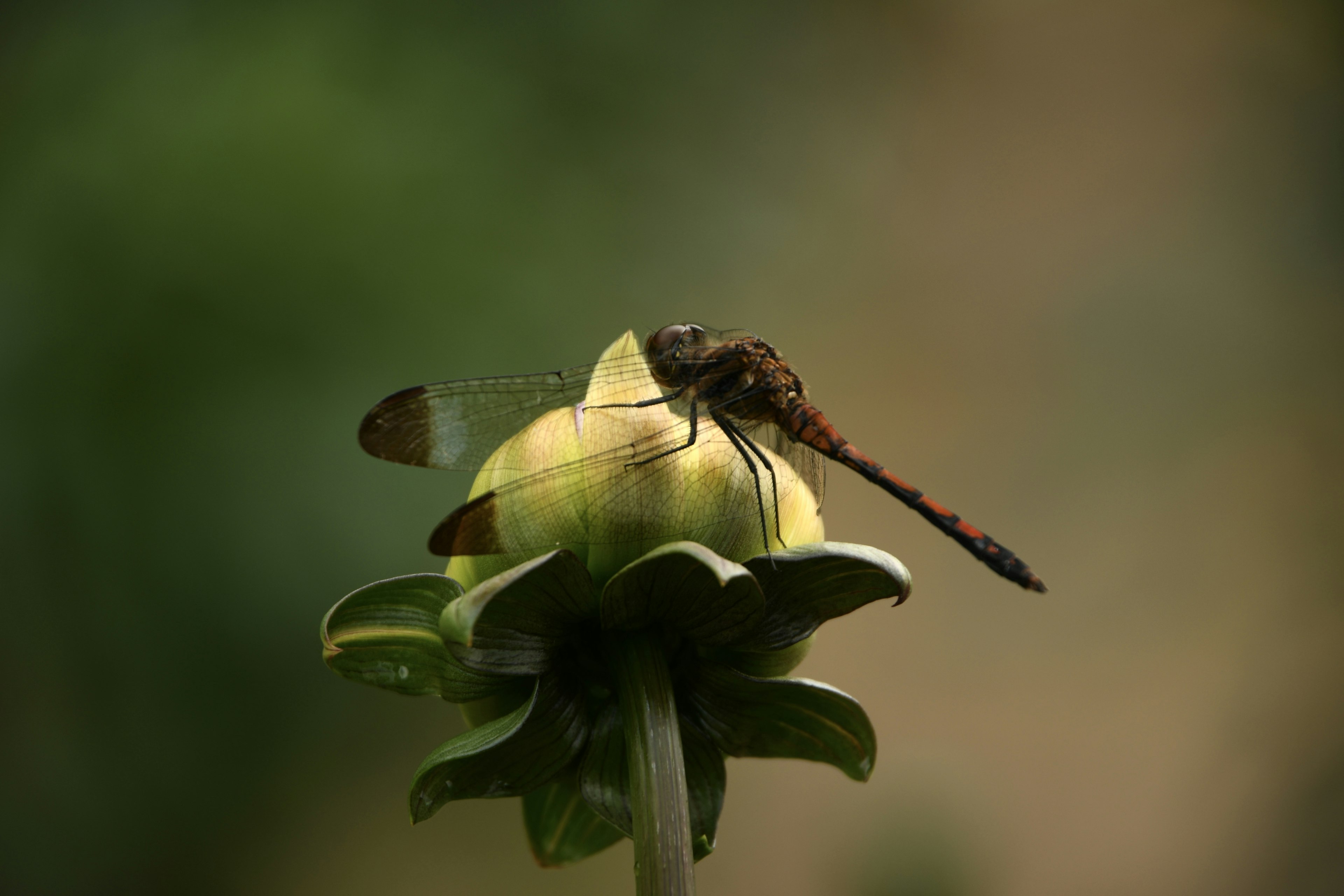 Libelle auf einer Pflanzenknospe