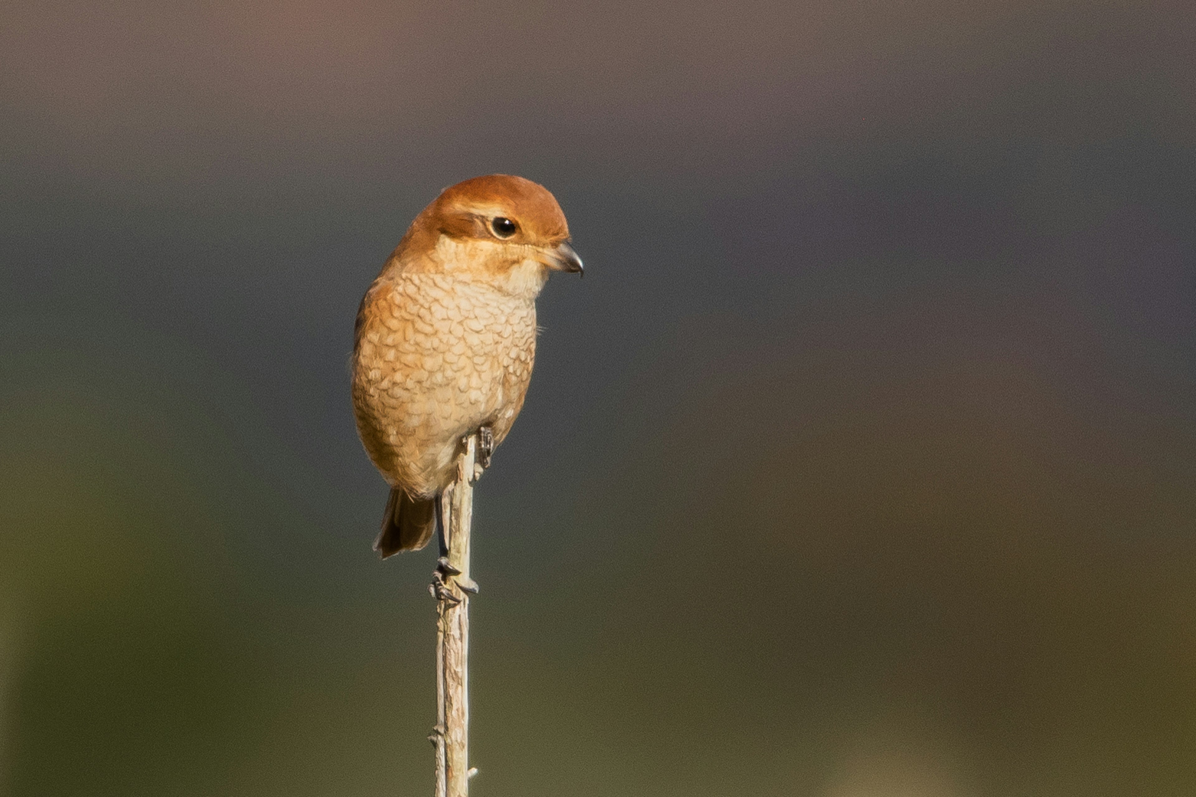 A small bird perched on a twig with a blurred background