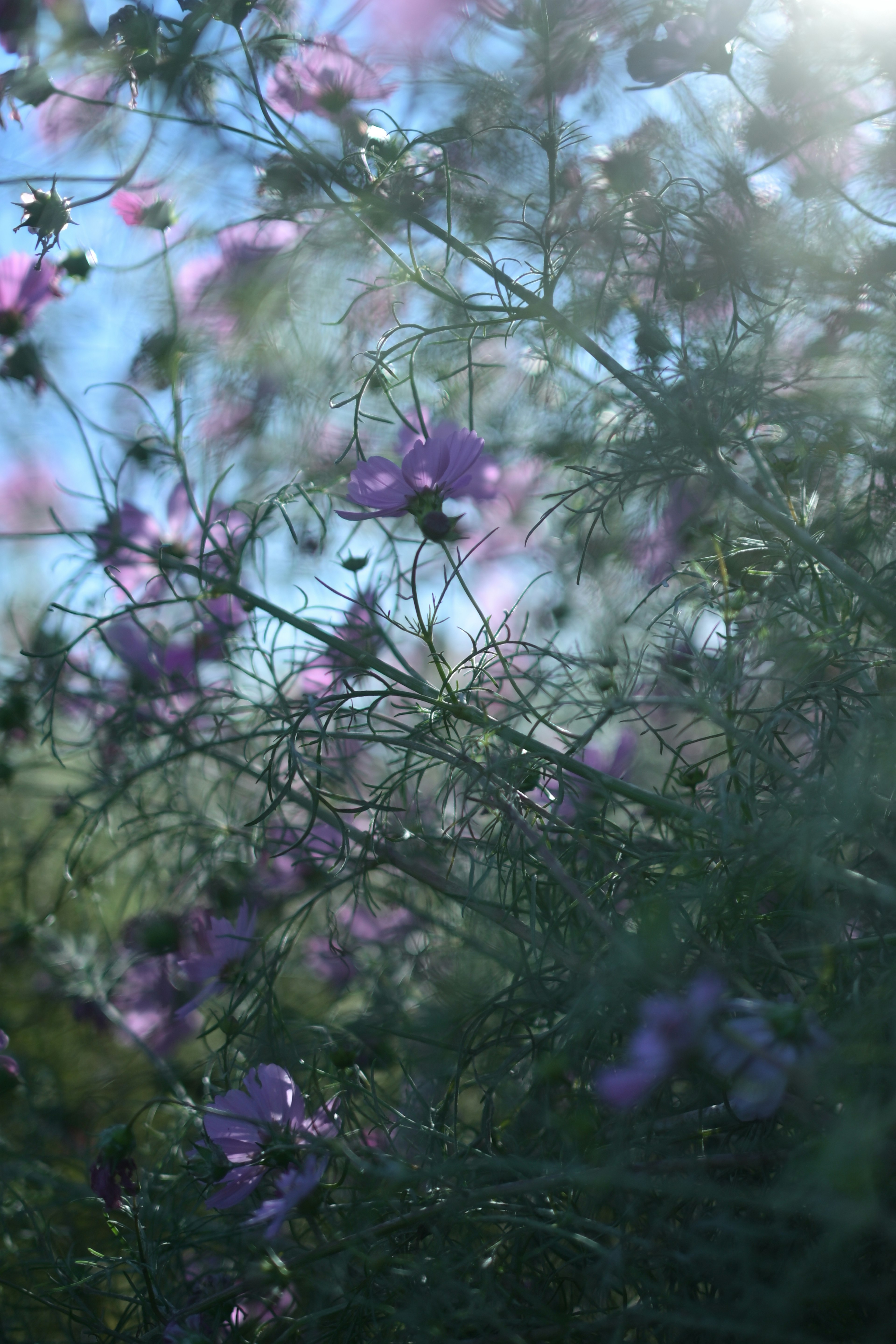 Blurred image of purple flowers with a blue sky background