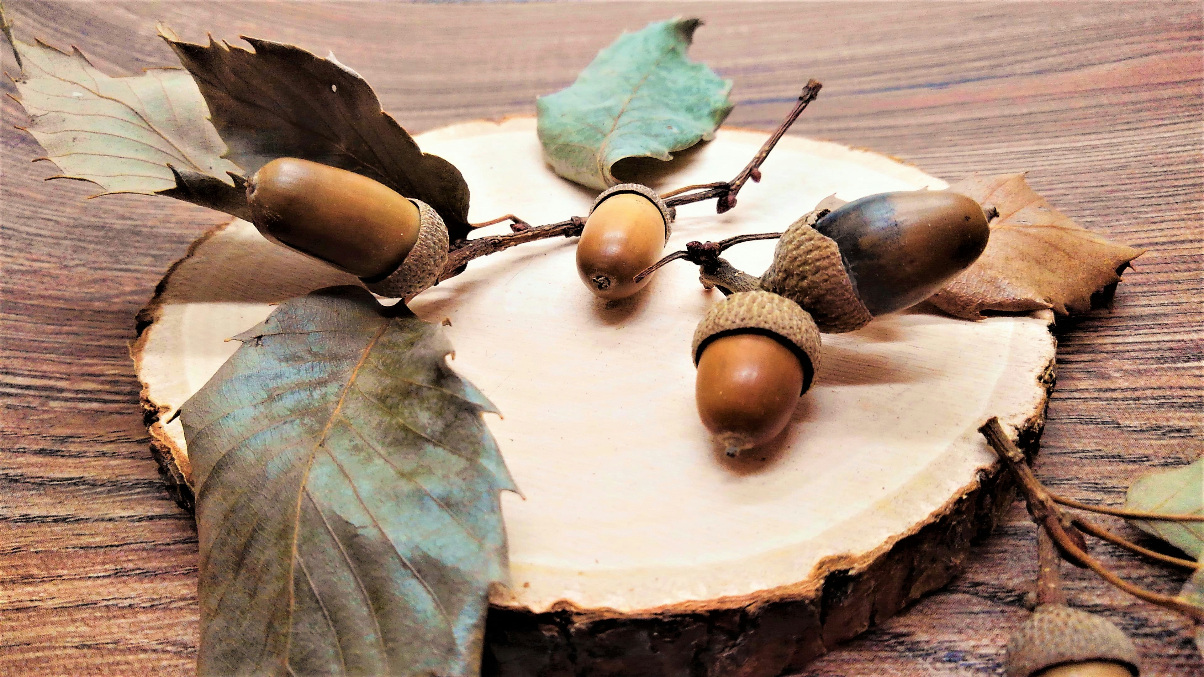 Bellotas y hojas dispuestas sobre una rodaja de madera