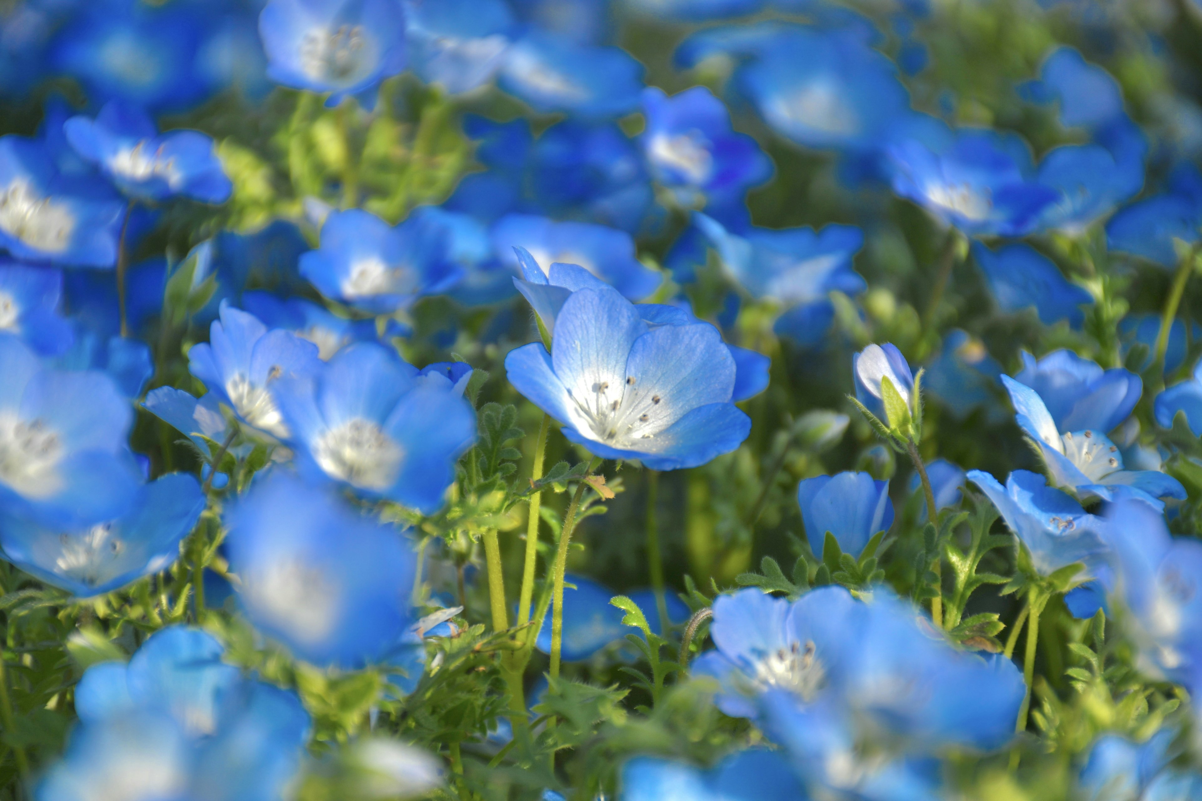 Un hermoso paisaje de flores azules en flor