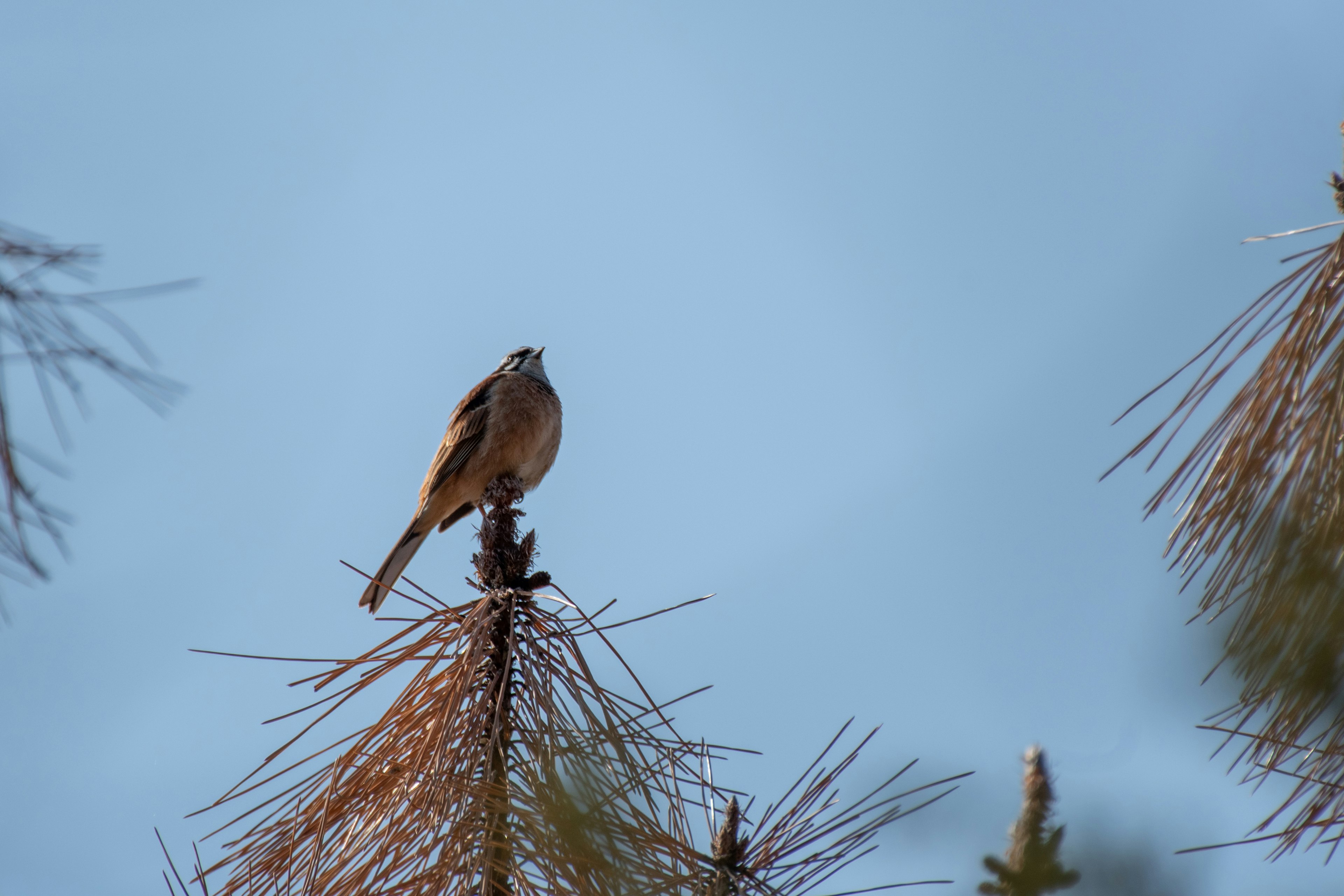 Ein kleiner Vogel, der auf einem Baum sitzt, vor einem blauen Himmel