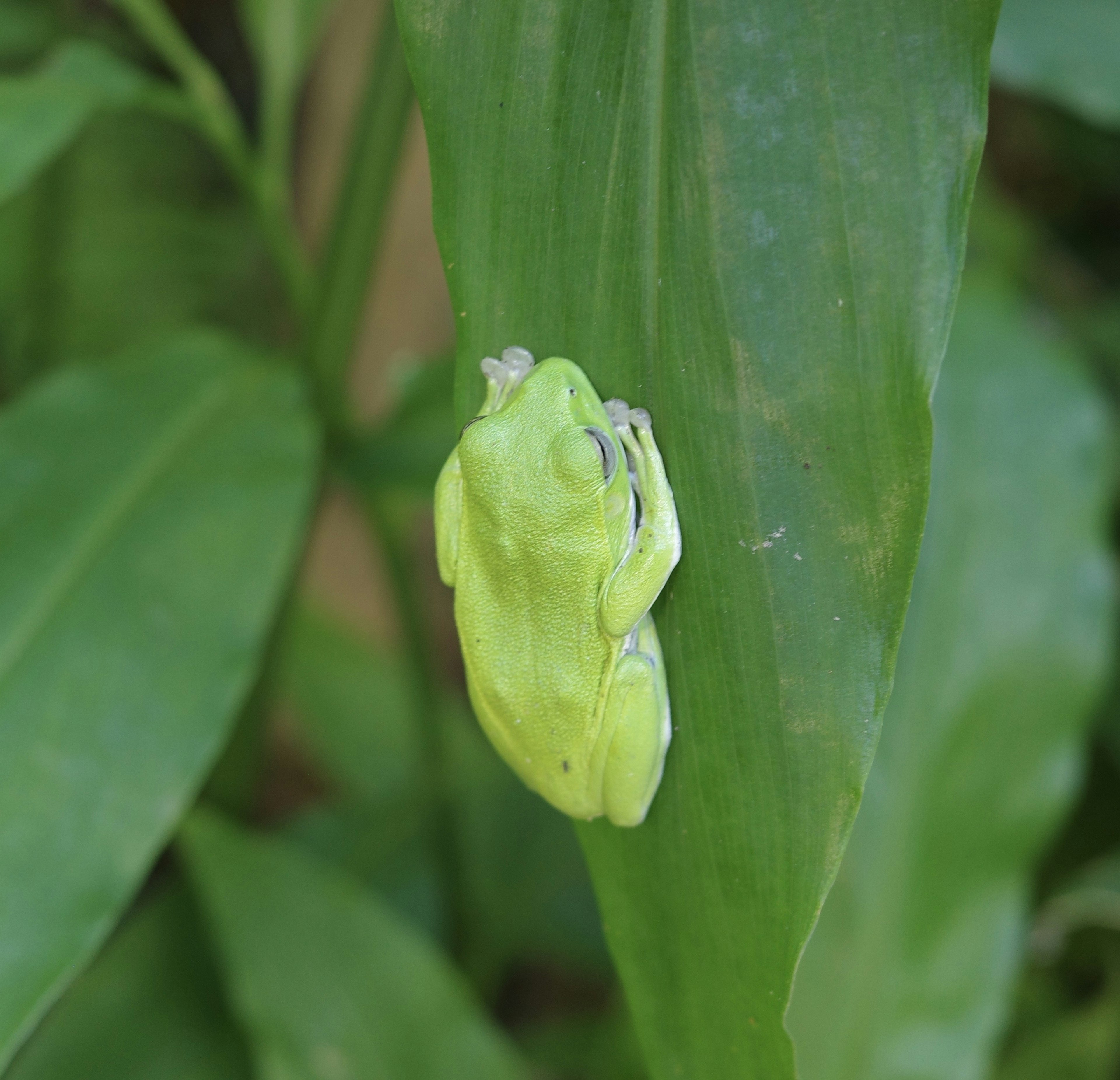 A green frog perched on a leaf