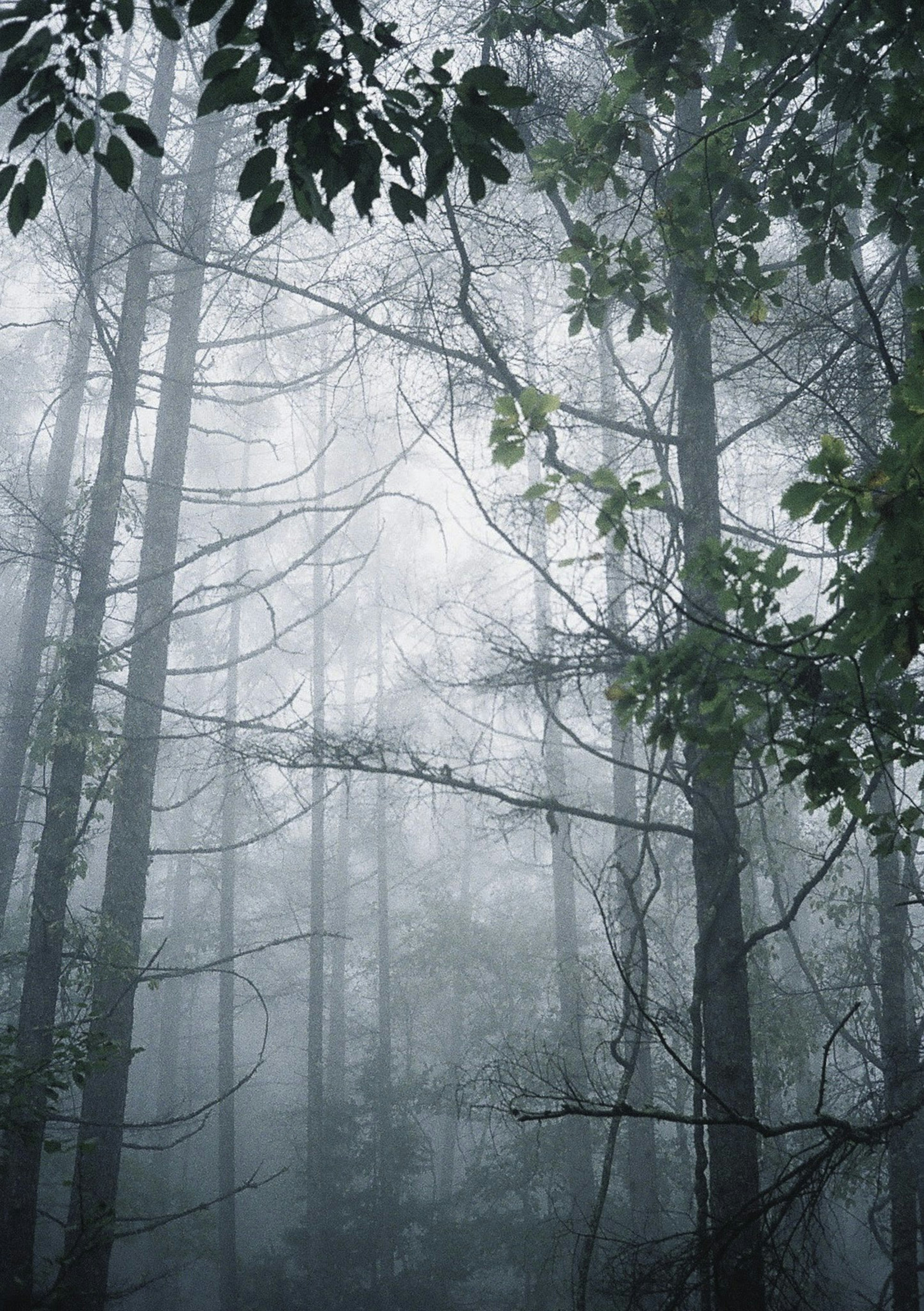 Pemandangan hutan dengan pohon-pohon yang diselimuti kabut