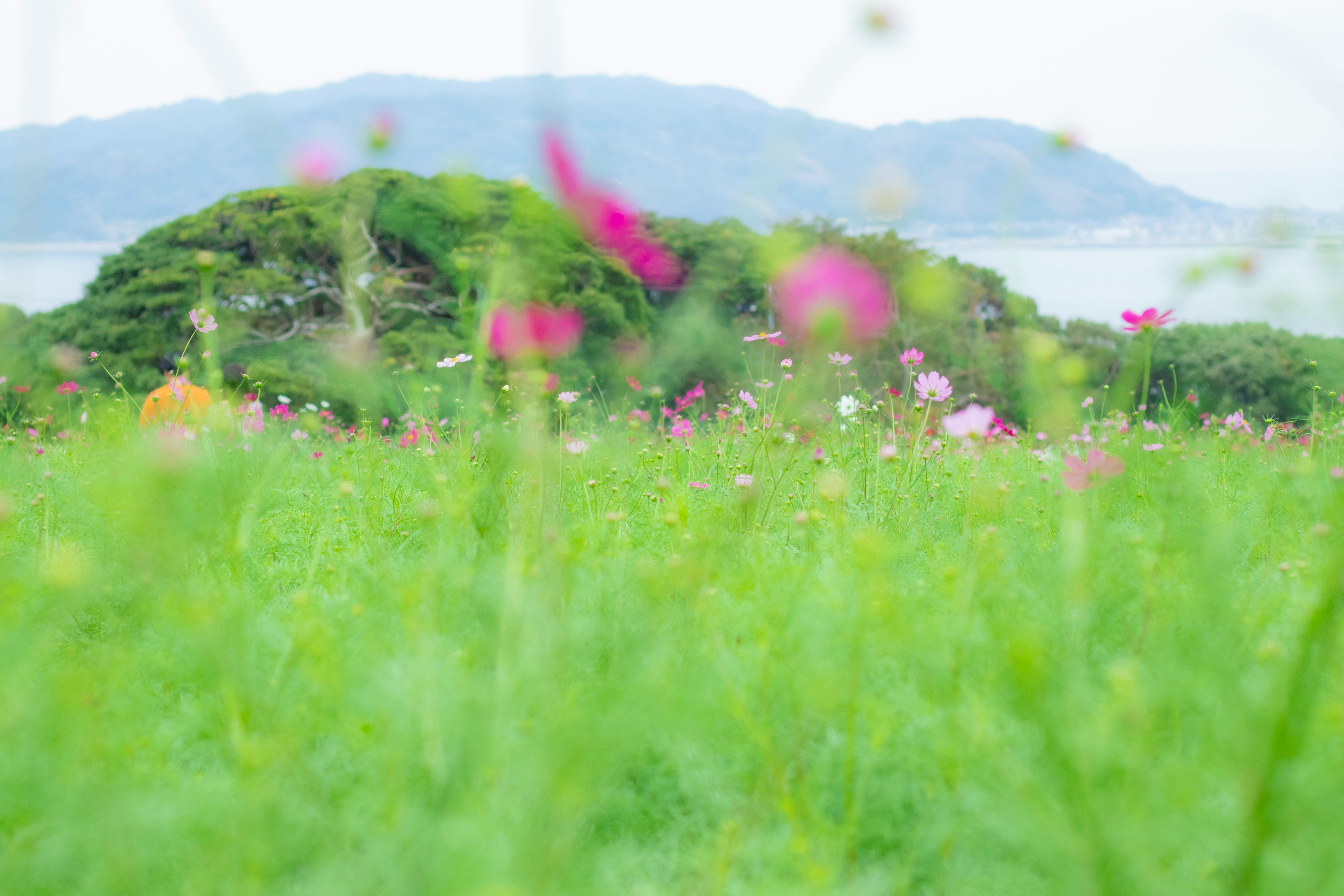 緑の草原に咲く色とりどりの花々と遠くの山々