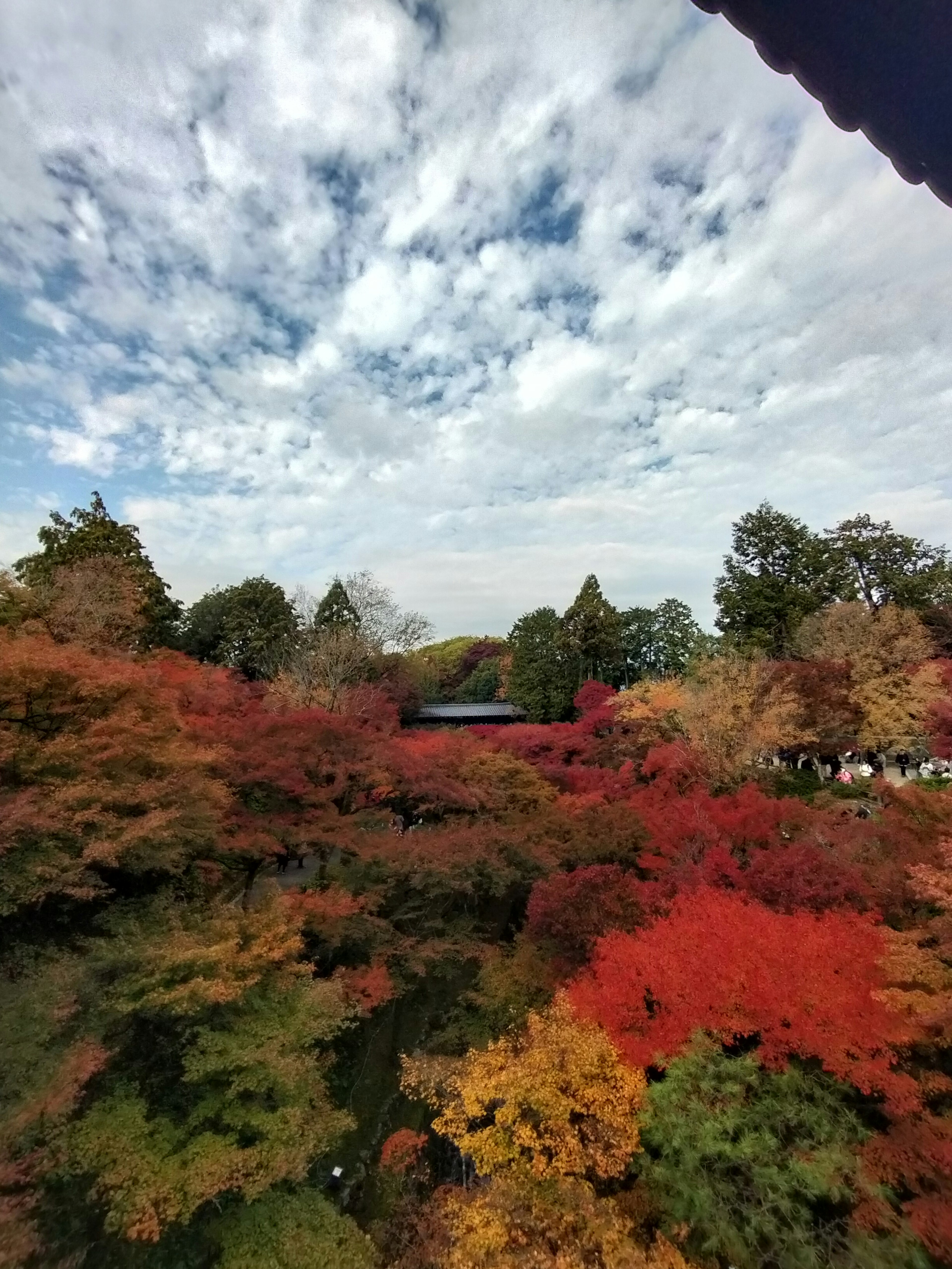 Vue panoramique d'un parc avec un feuillage d'automne vibrant et un ciel bleu