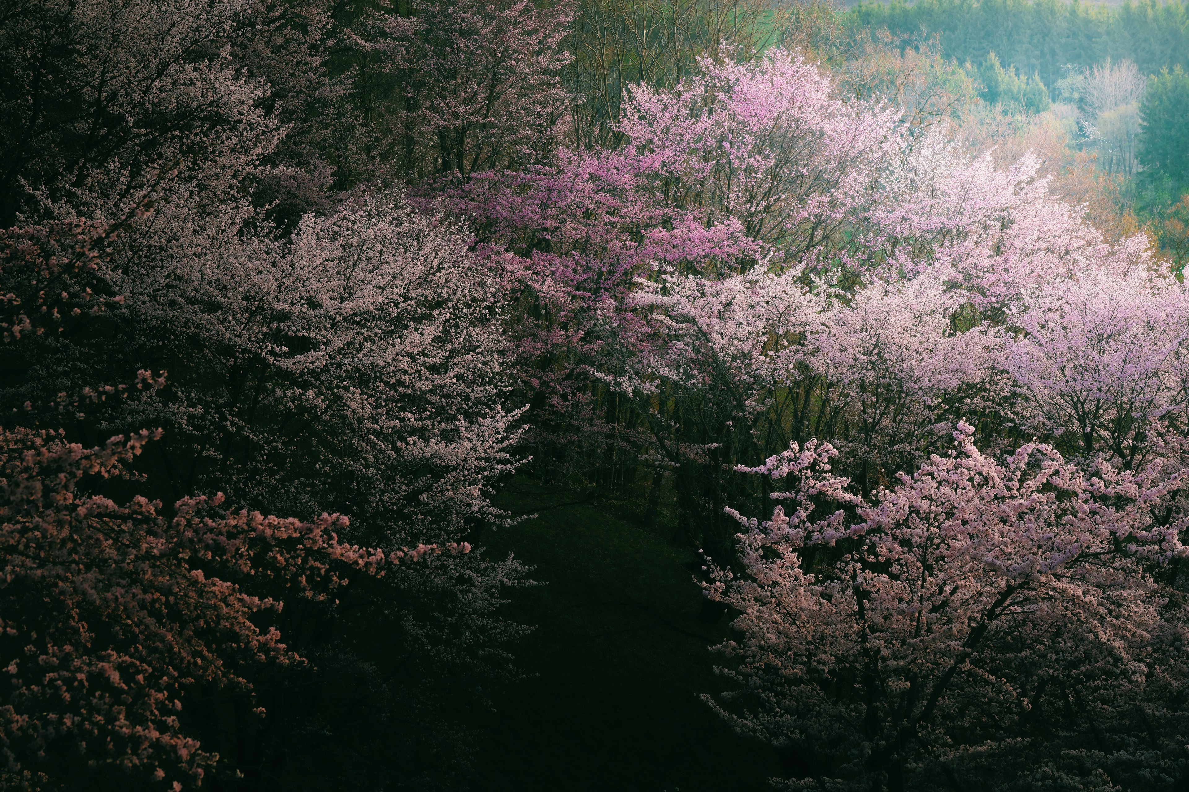 Un hermoso paisaje de árboles de cerezo en flor