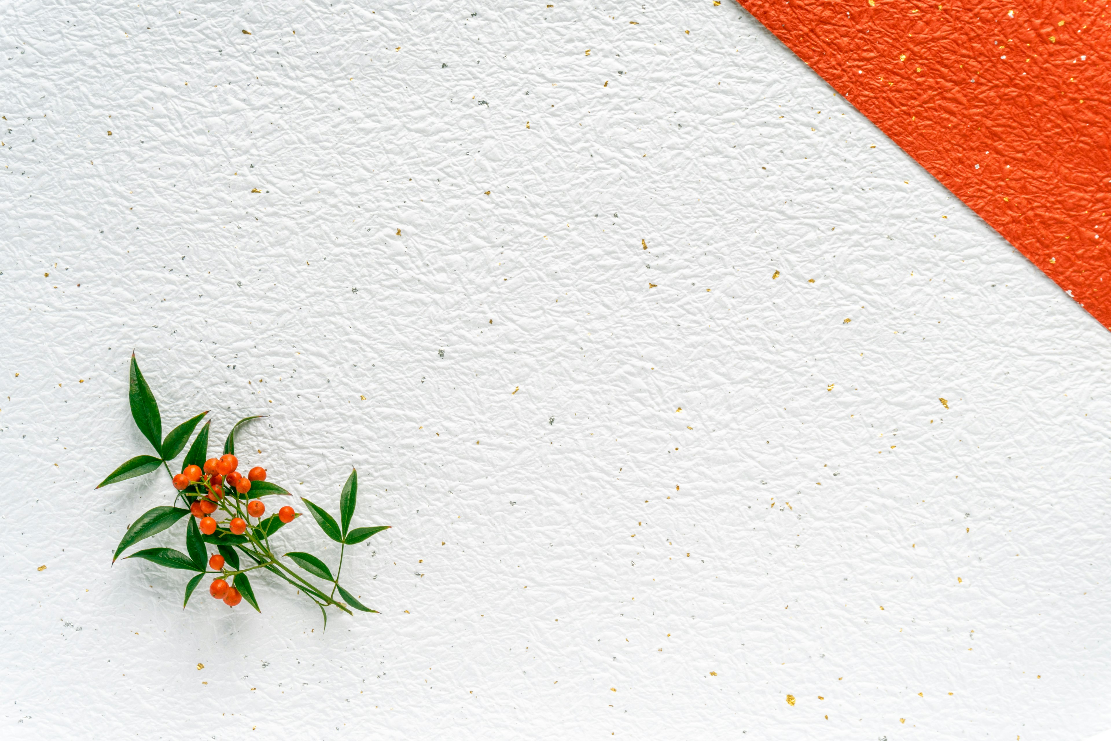 Una planta con flores naranjas y hojas verdes en una pared blanca con una sección naranja