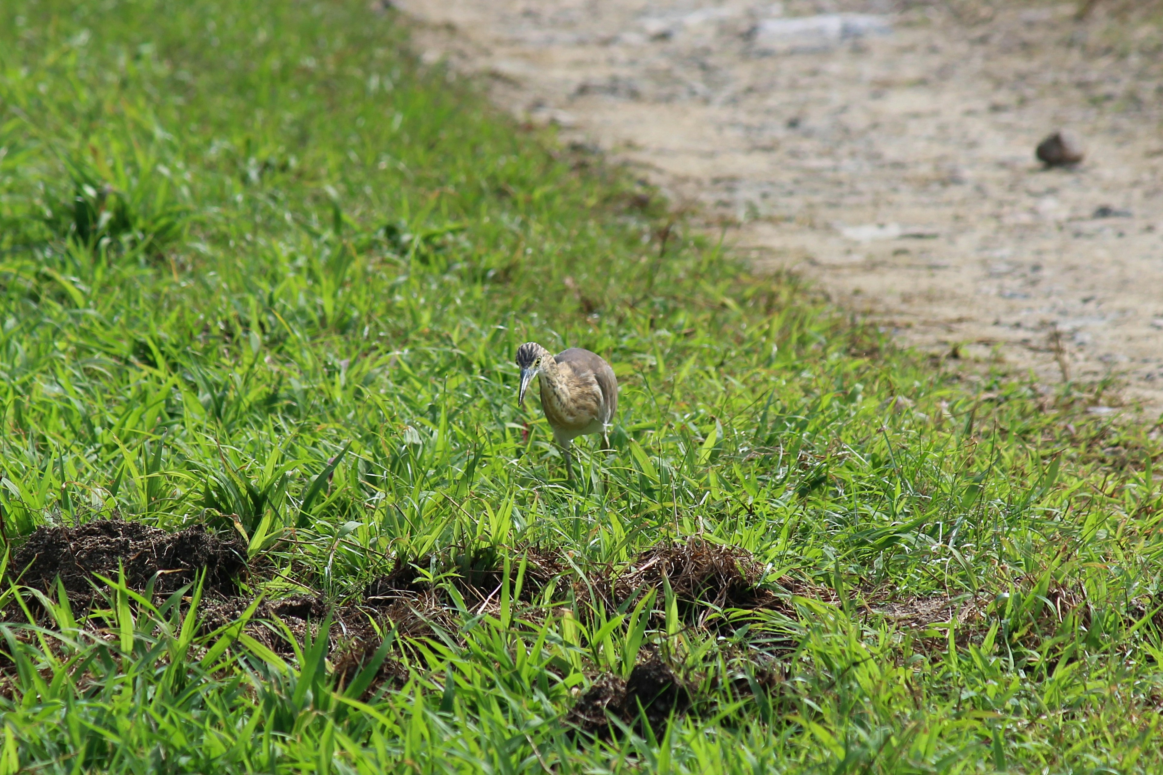 草の中にいる小さな鳥が歩いている