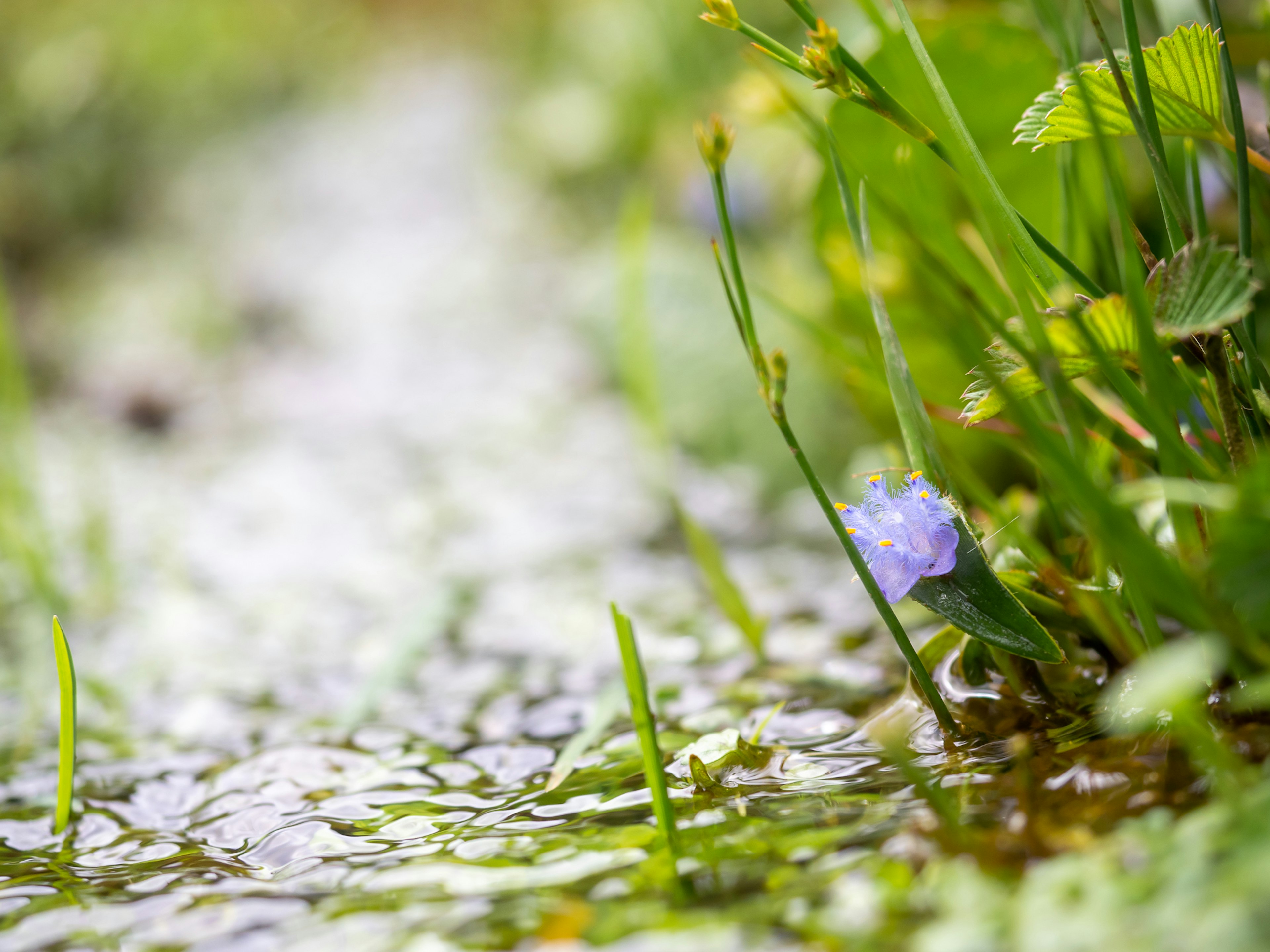 Un arroyo pequeño con hierba verde y una flor morada