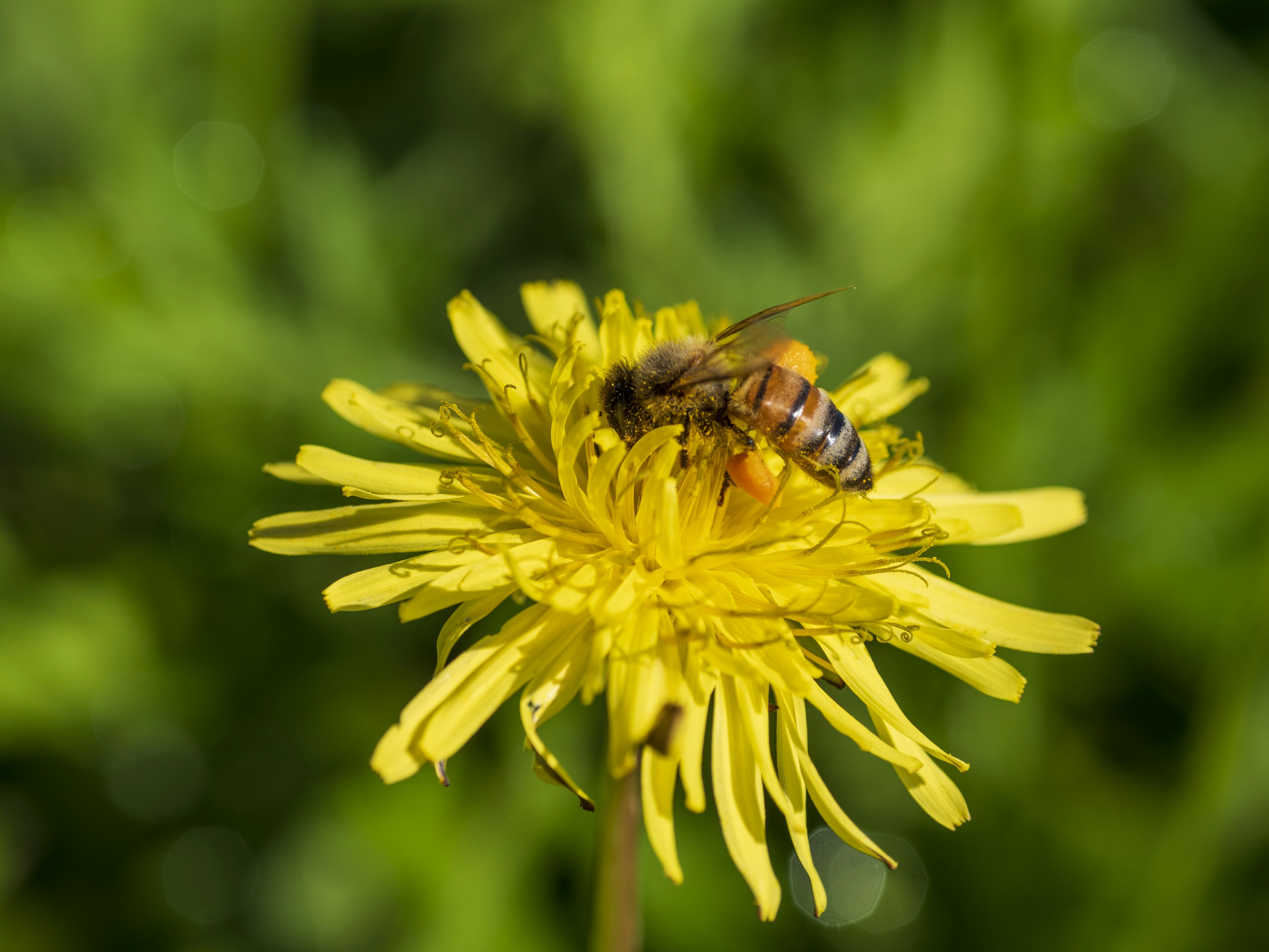 Abeja en una flor de diente de león amarilla