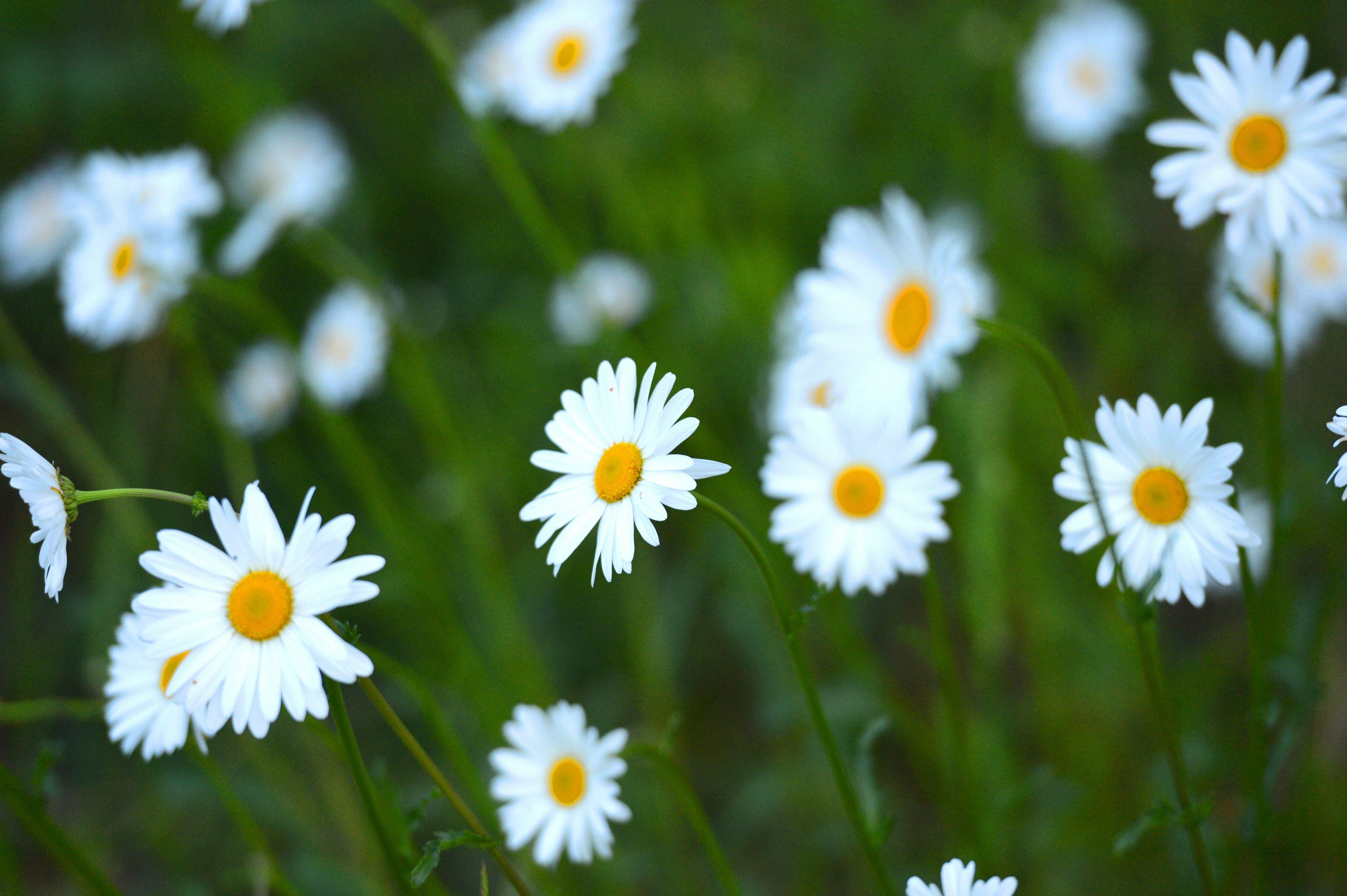 Un gruppo di margherite con petali bianchi e centri gialli