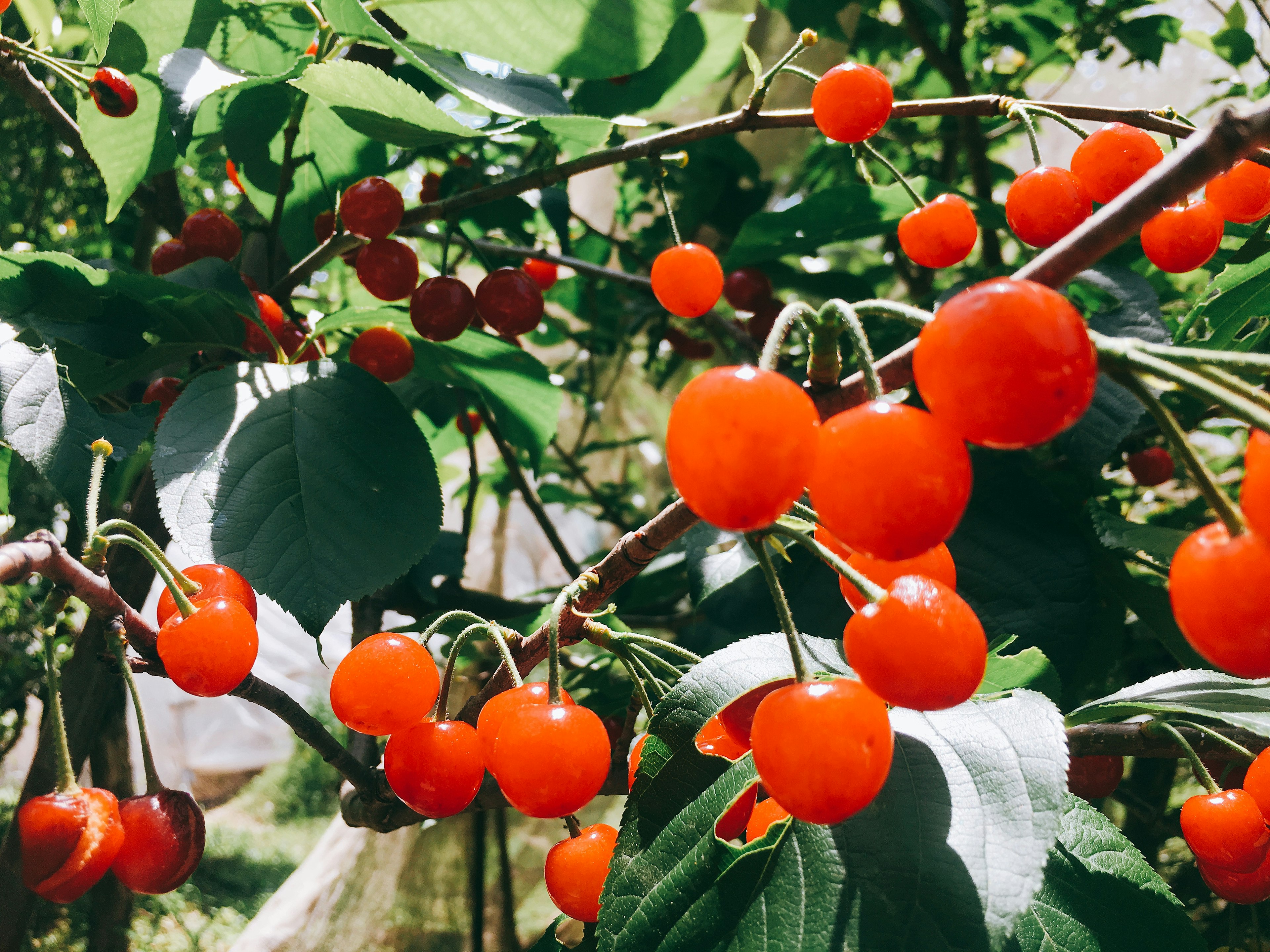 Close-up cabang yang dipenuhi buah merah cerah