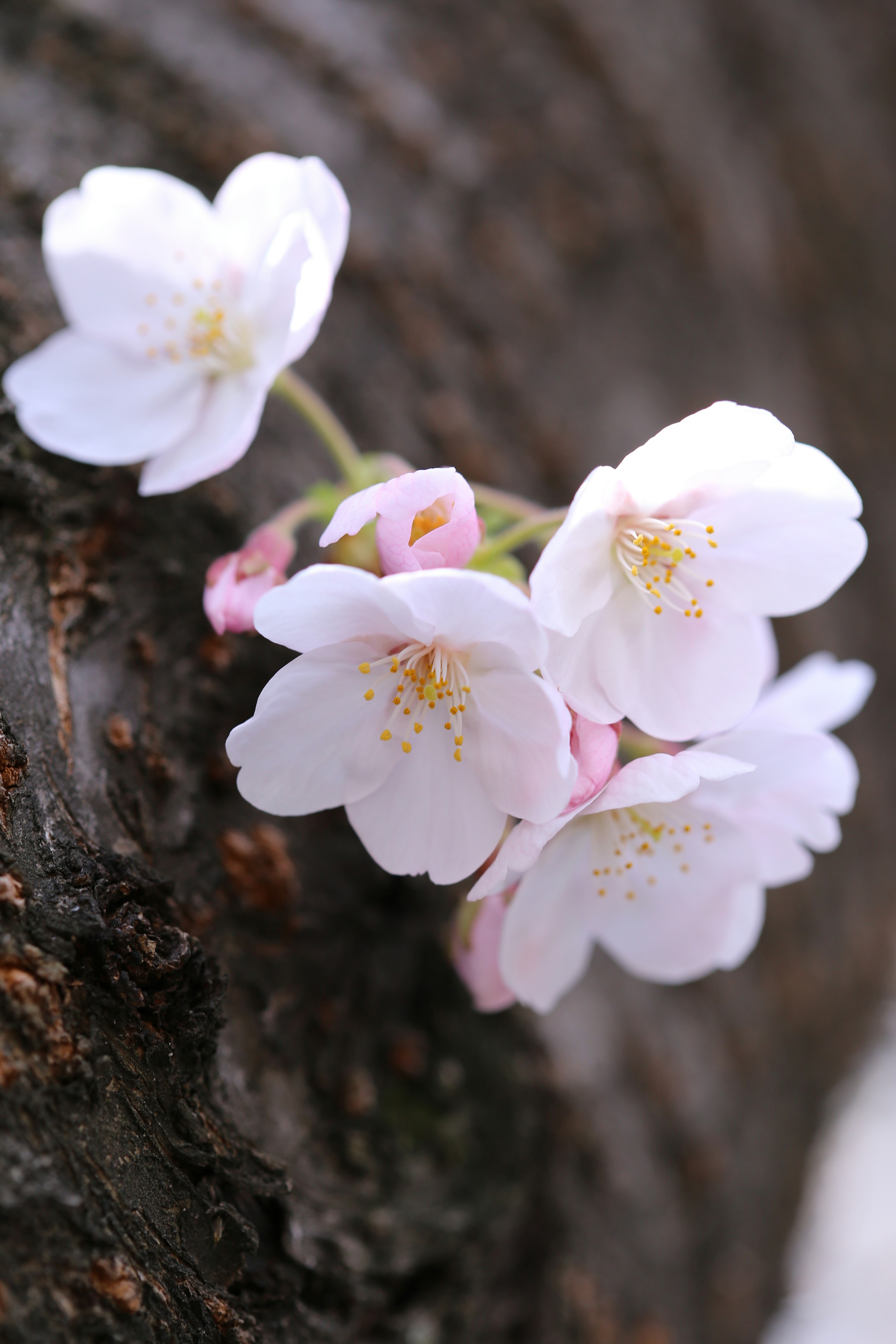 Cherry blossoms blooming on a tree trunk