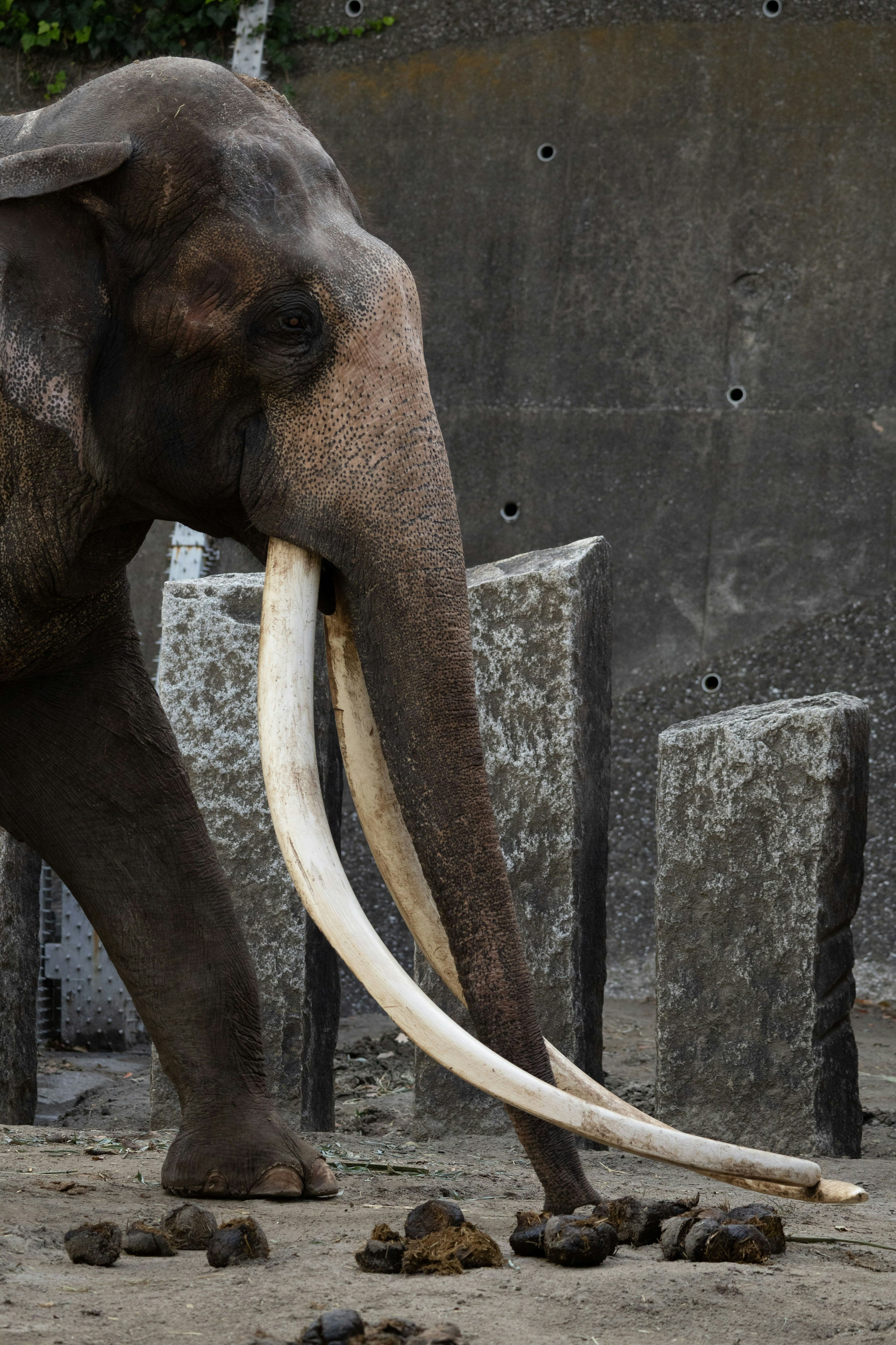 Elefante con zanne lunghe in un contesto di zoo