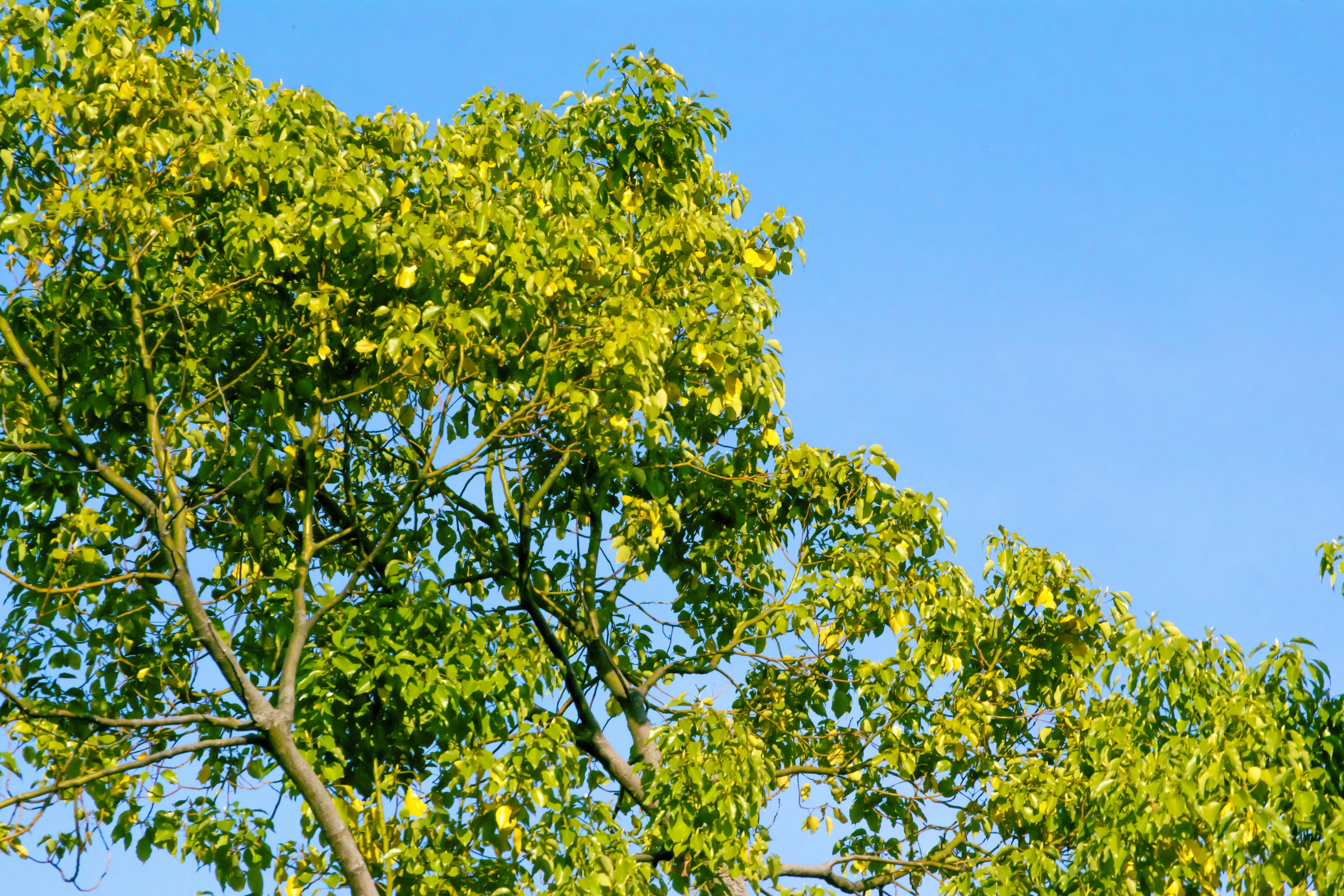 Upper part of a lush green tree against a blue sky