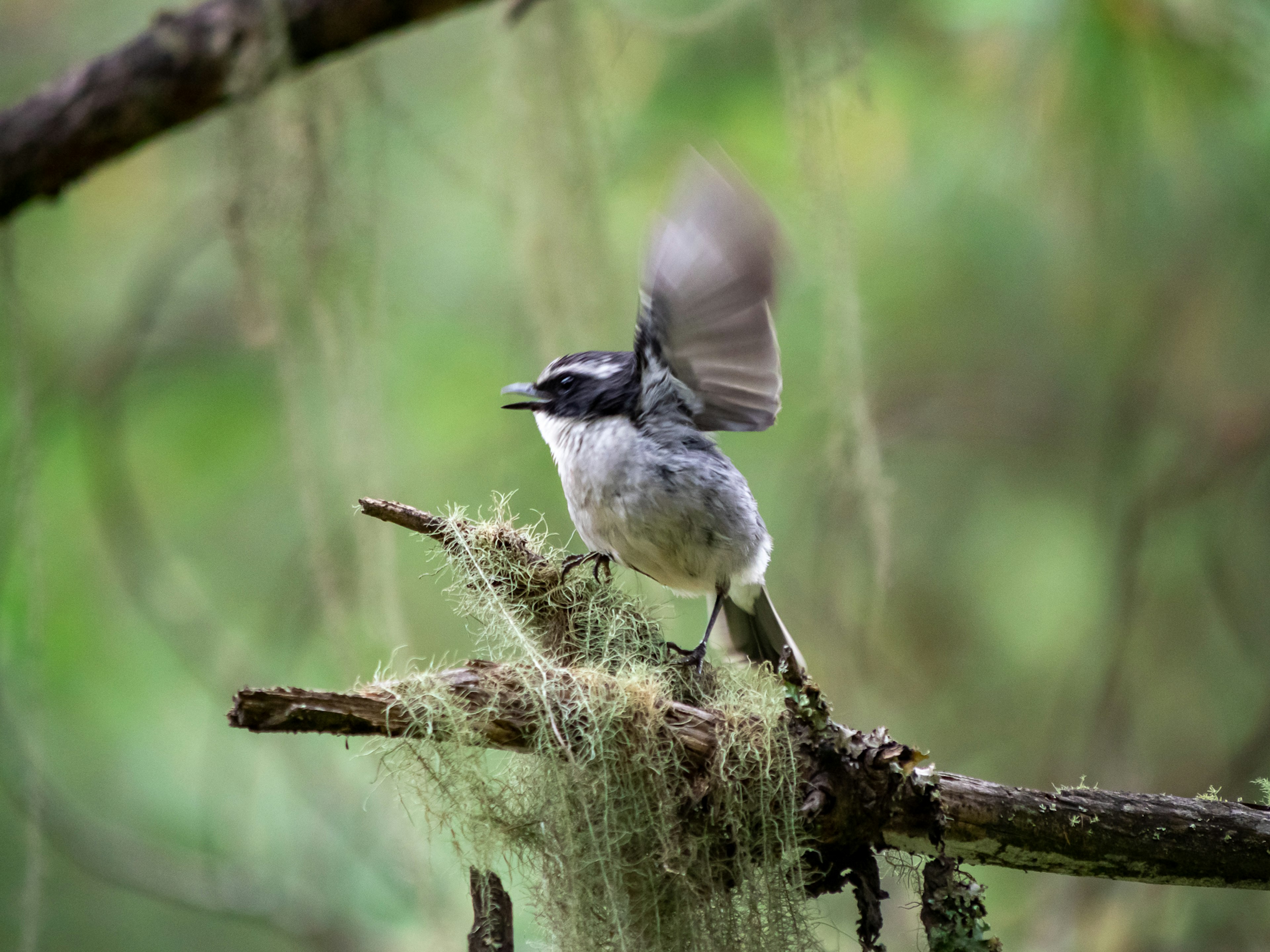 木の枝にとまる鳥が羽を広げている様子