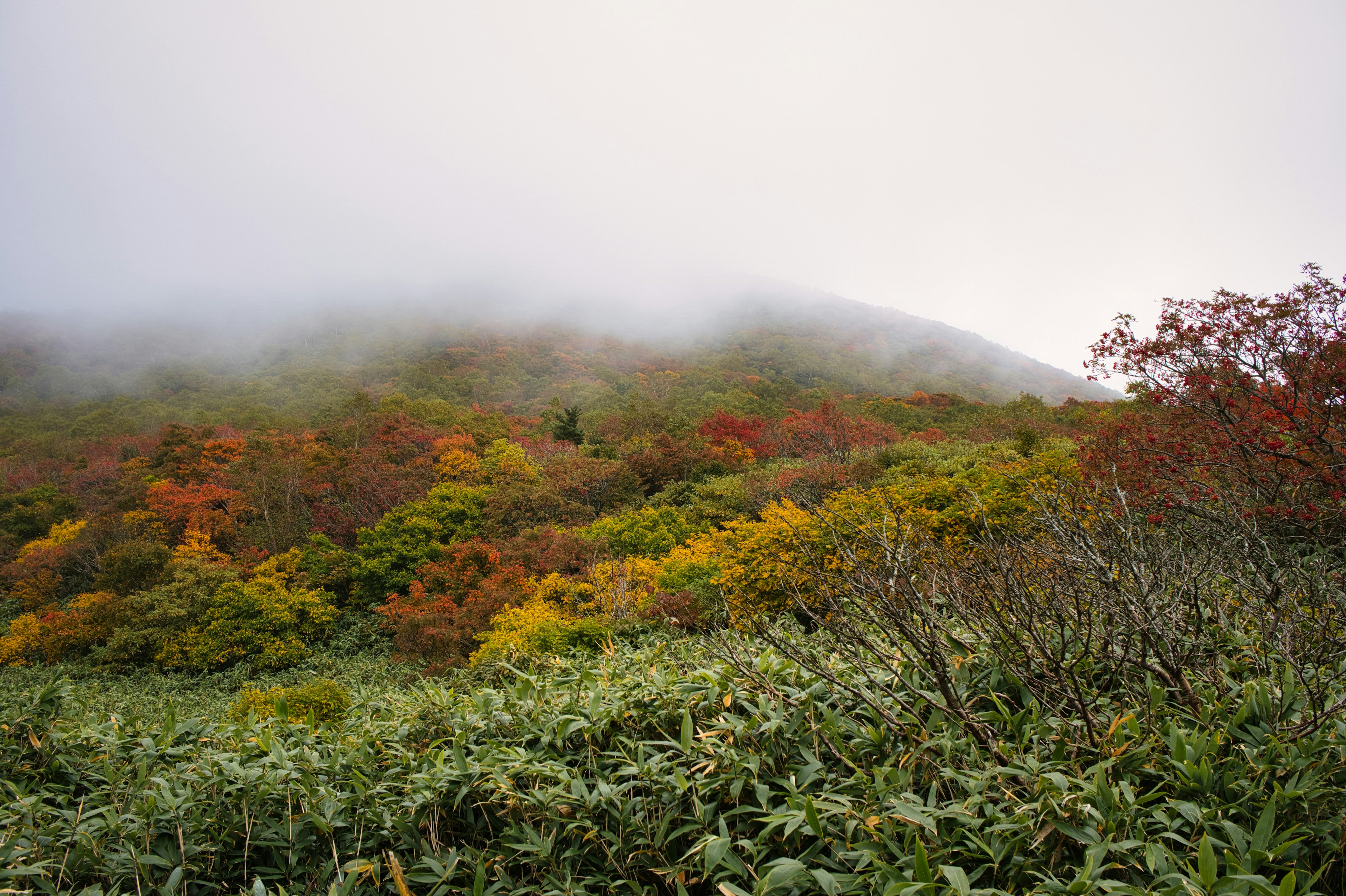 Paesaggio autunnale nebbioso con alberi colorati sulle colline