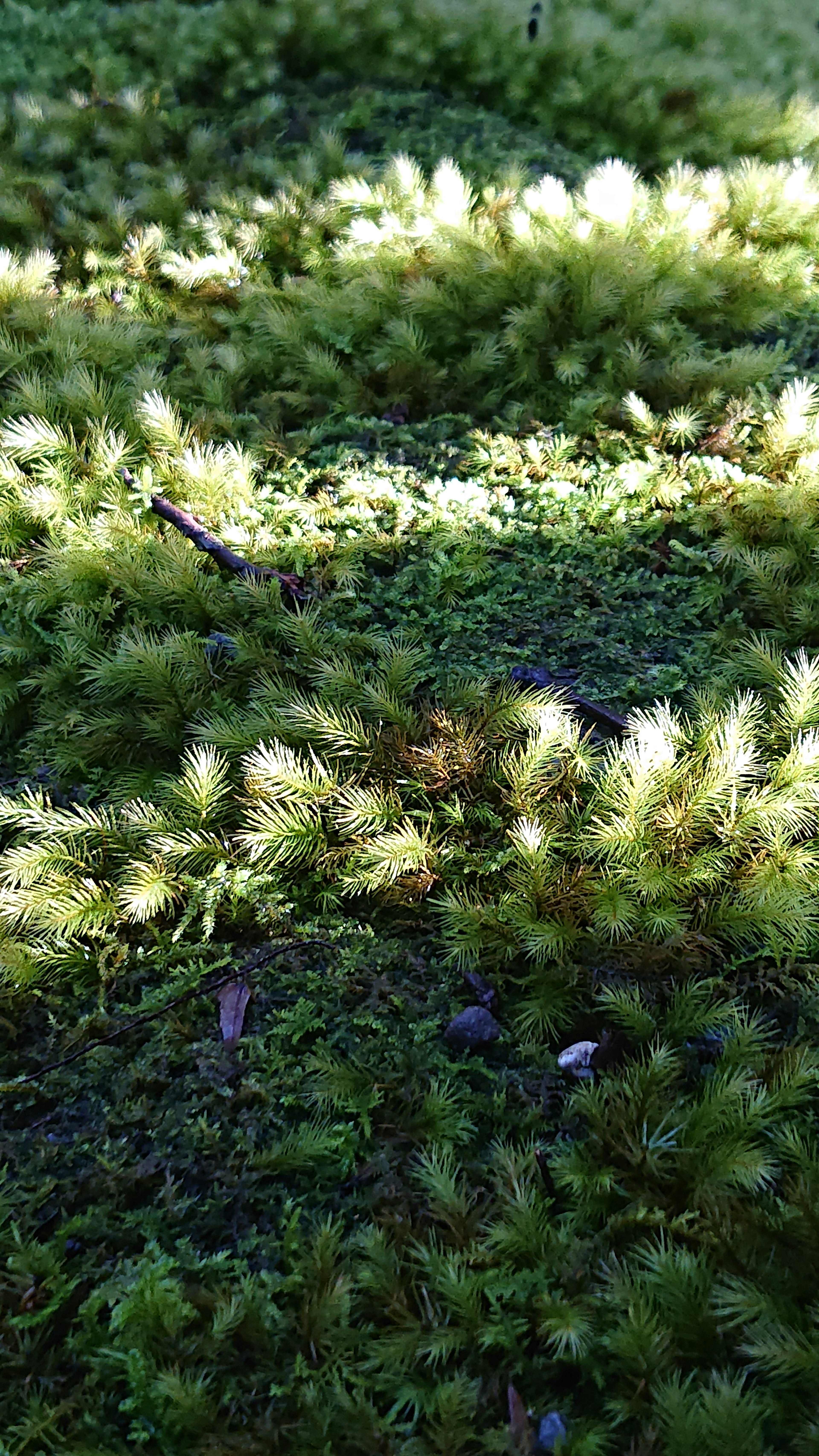 Escena natural con luz brillando sobre el musgo verde