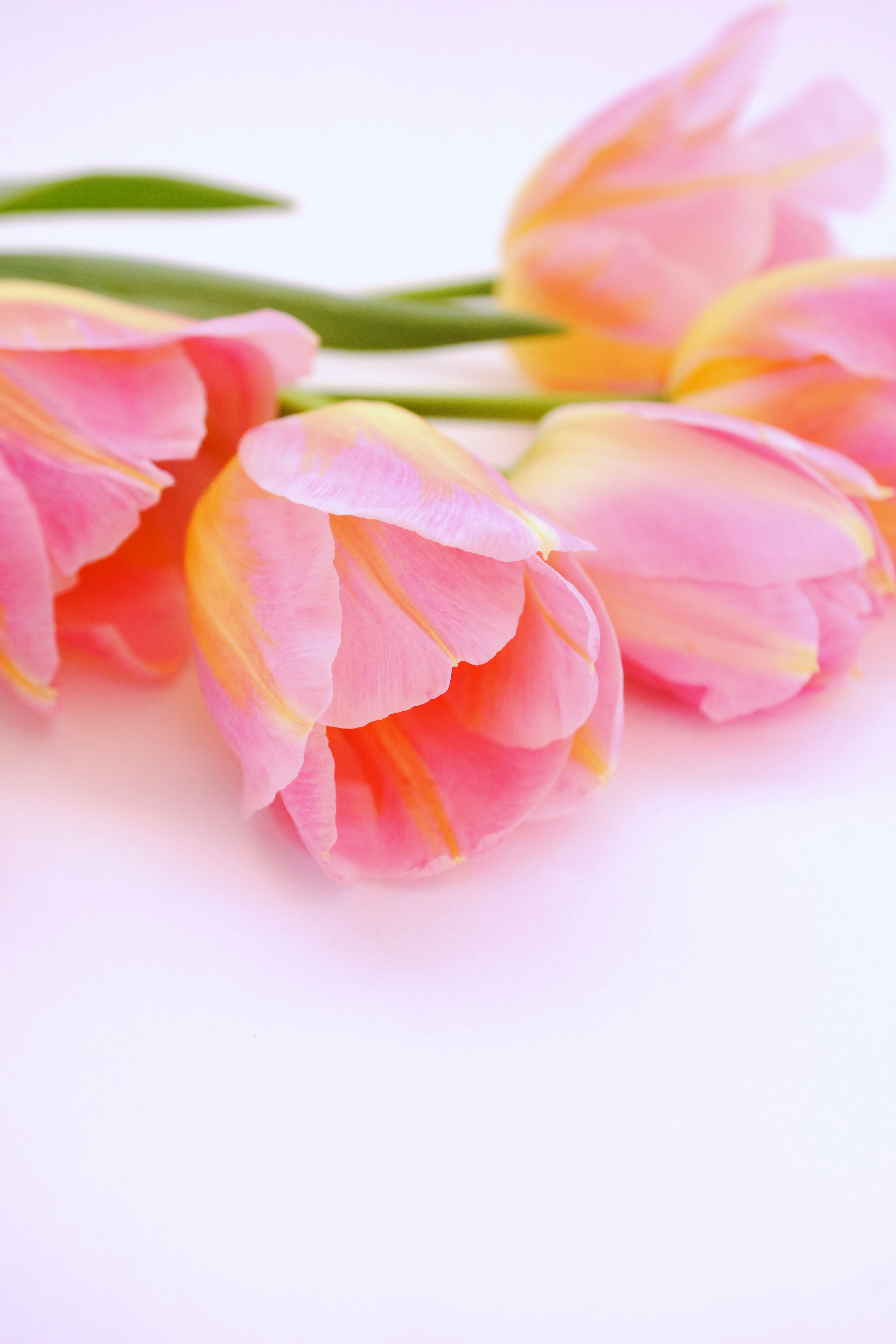 A cluster of soft pink tulips arranged elegantly