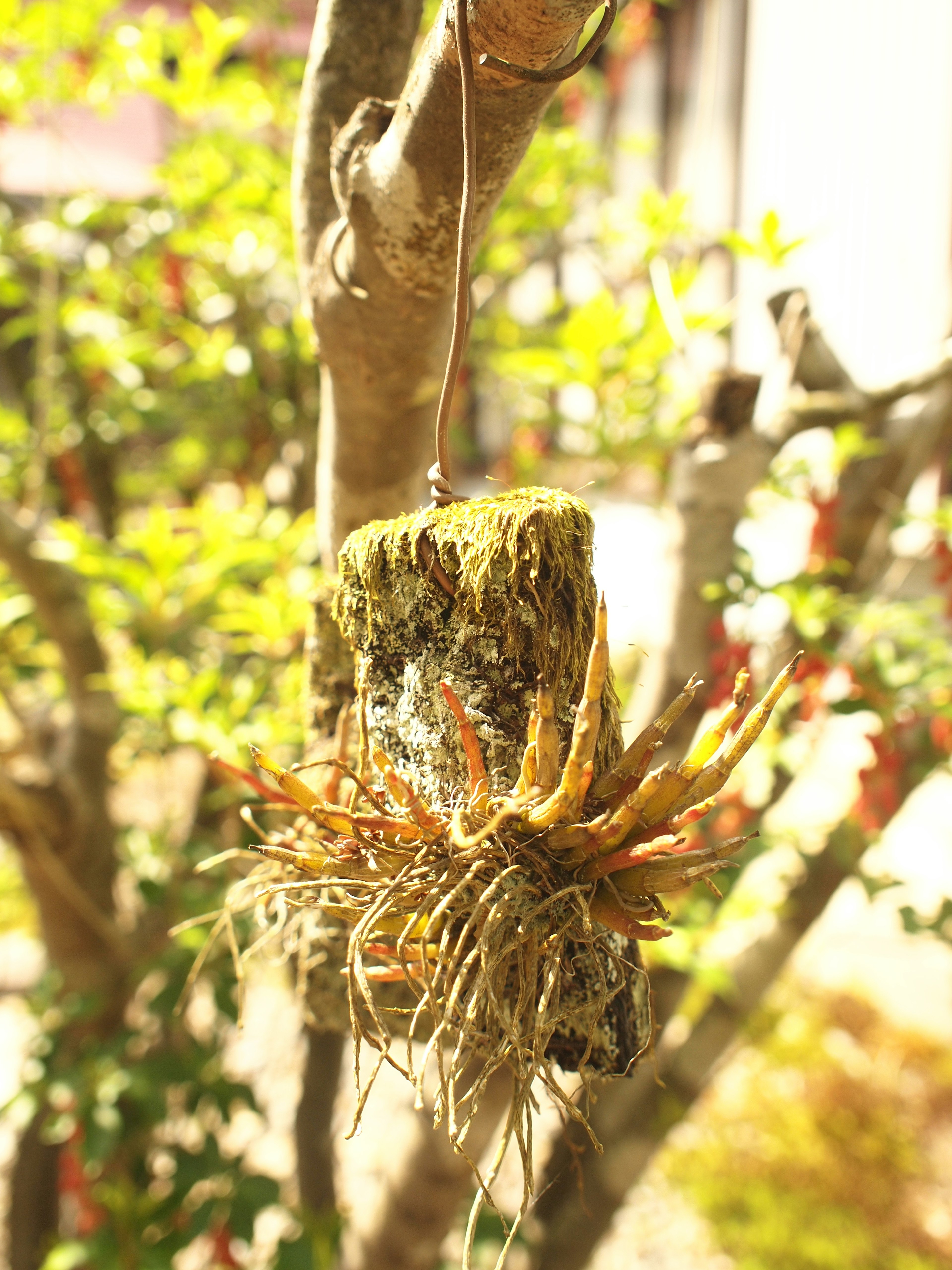 Arrangement de succulentes suspendu à un arbre avec des feuilles colorées