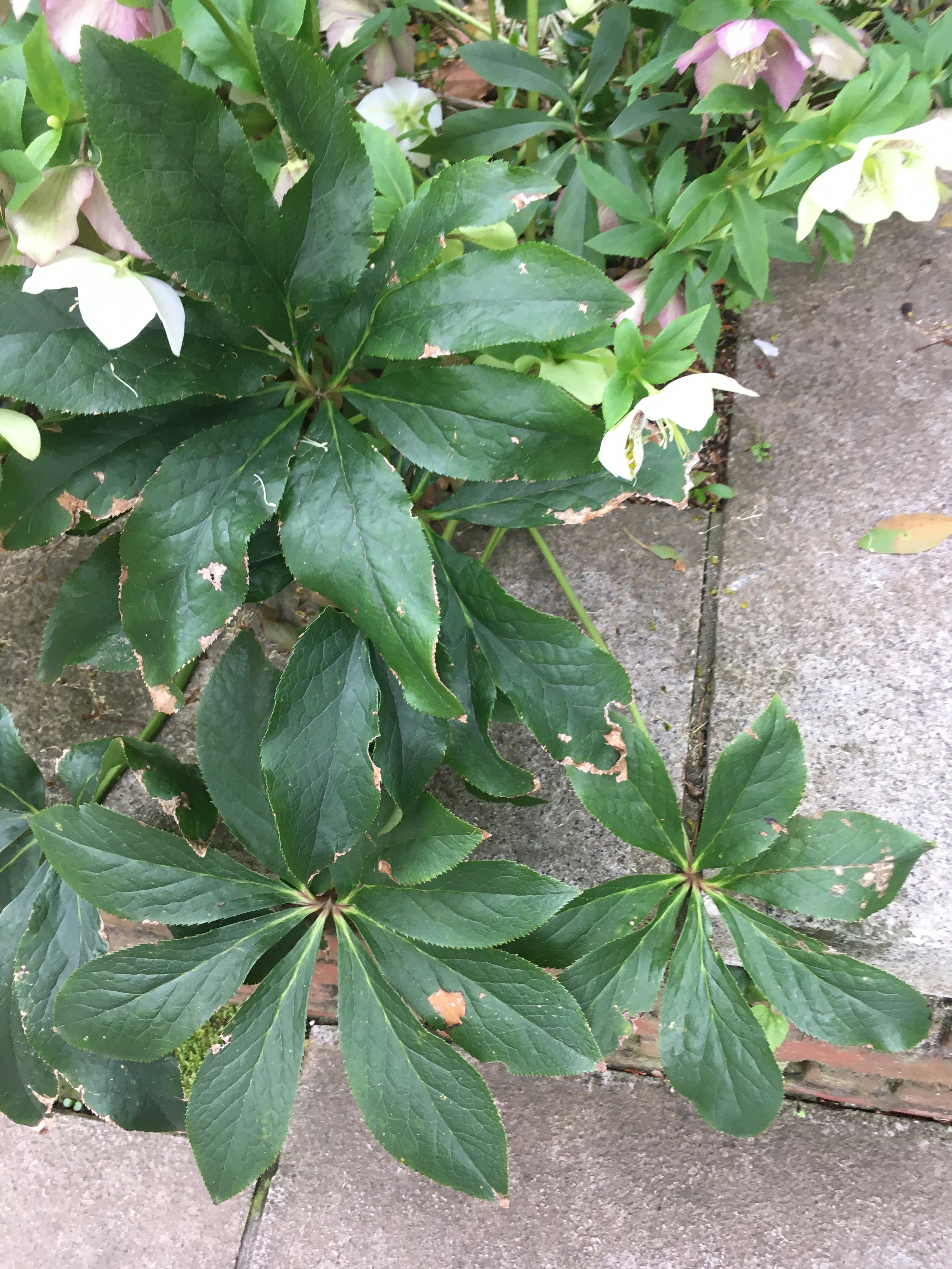 Feuilles vertes et fleurs dans un jardin