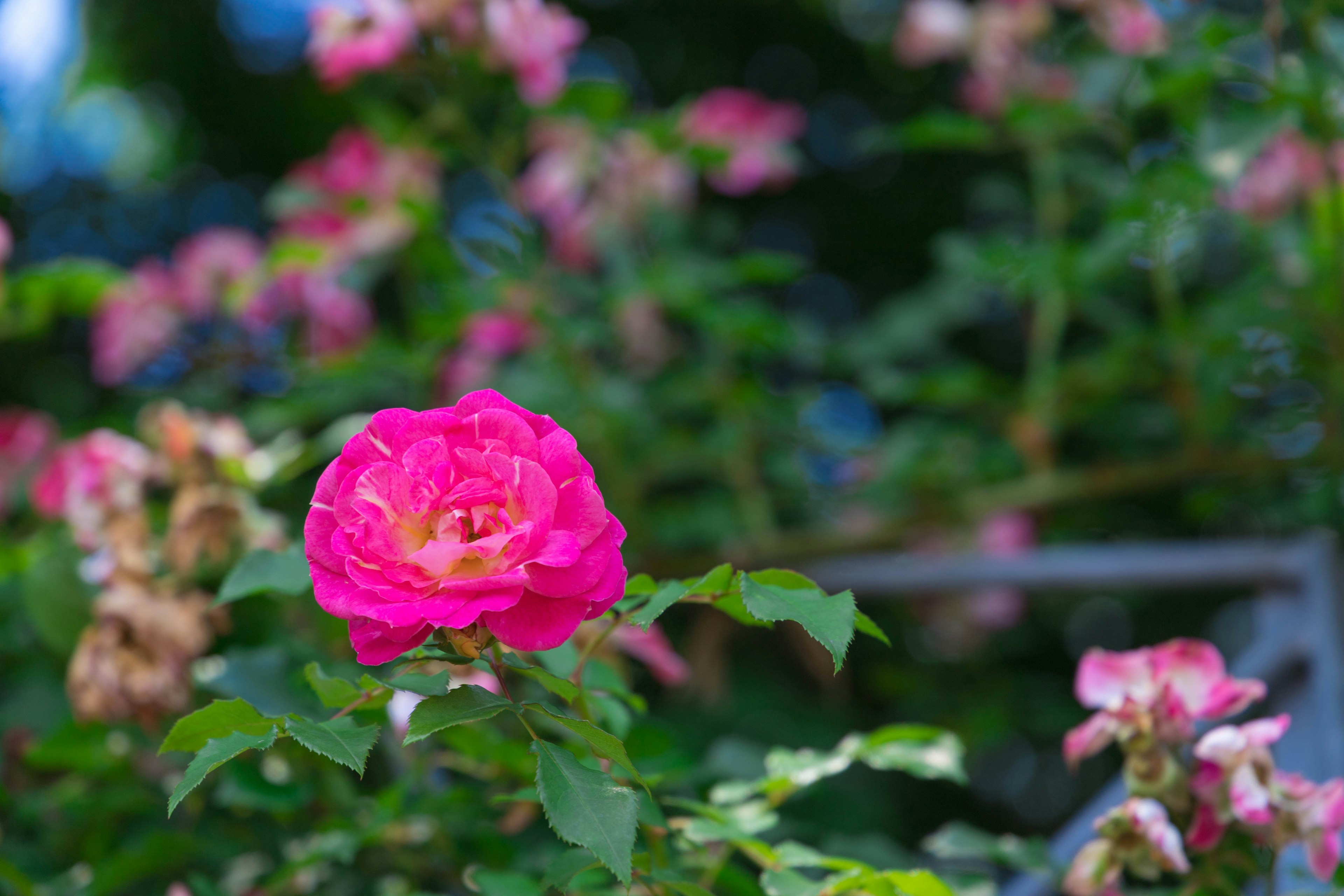 Una rosa rosa vivace in fiore con altri fiori sullo sfondo