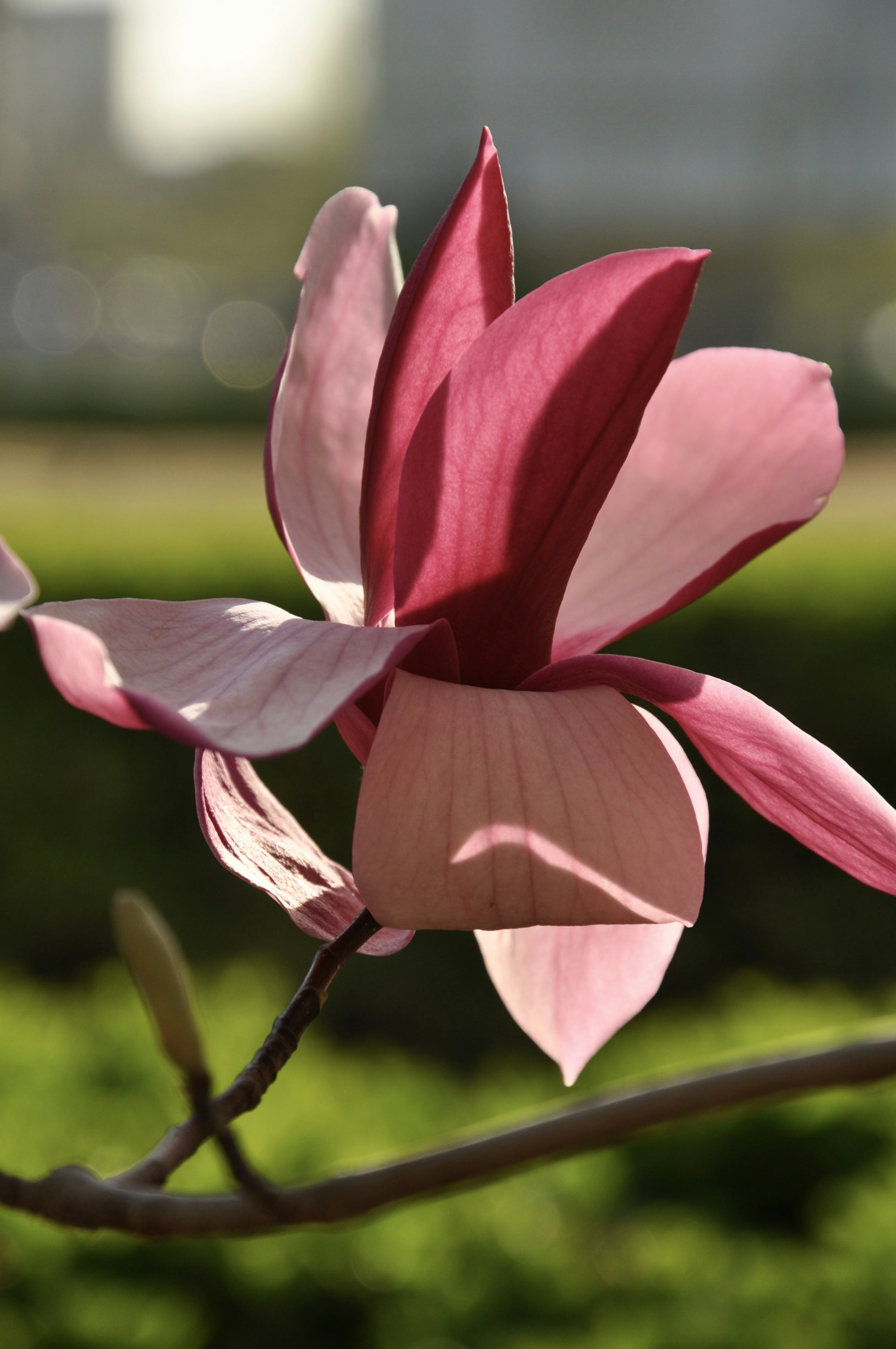 Flor de magnolia con pétalos rosa y blanco vibrantes