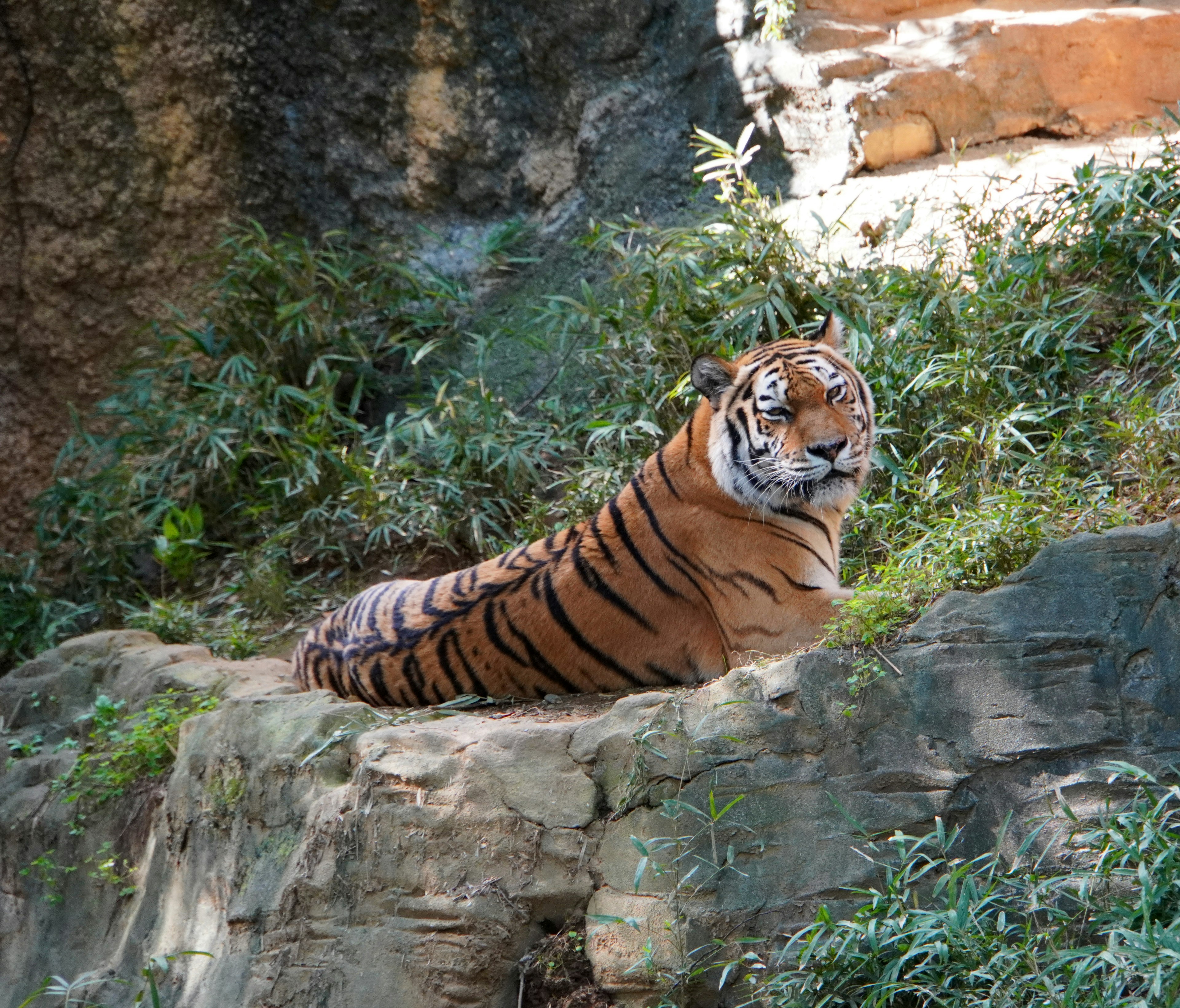 A tiger lounging on a rock surrounded by green foliage