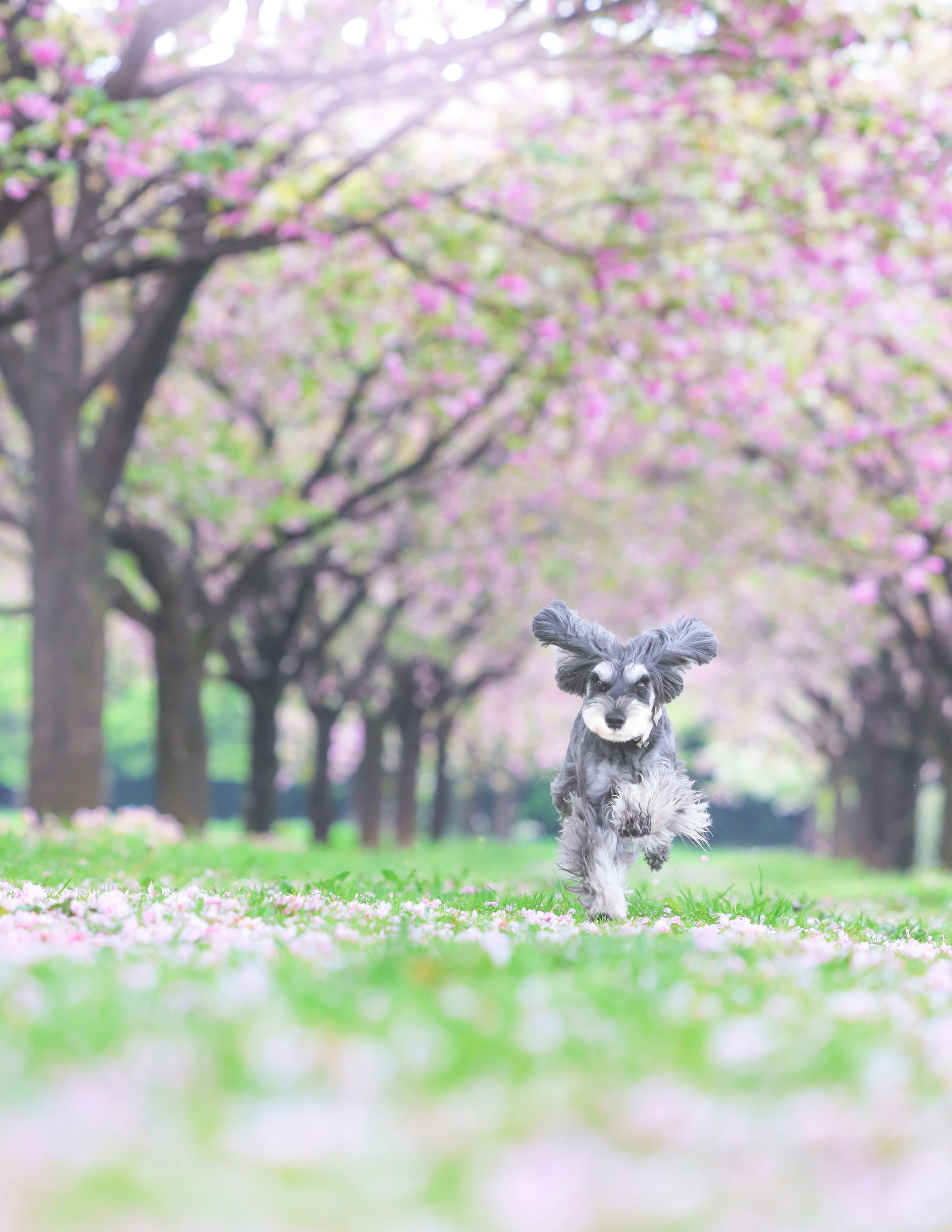 Anjing schnauzer berlari di bawah pohon sakura