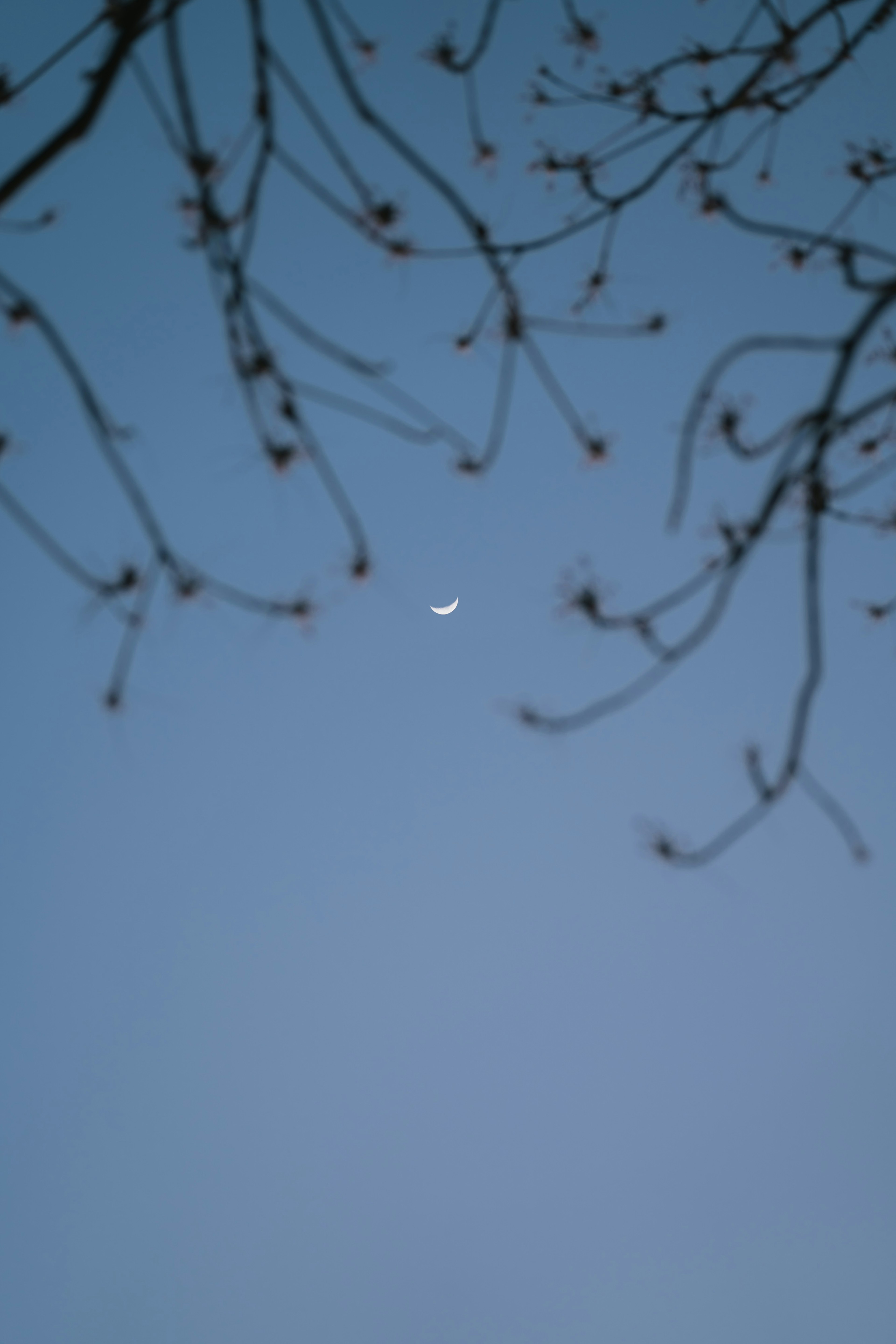 Dünne Mondsichel sichtbar in einem hellblauen Himmel, umrahmt von Baumästen