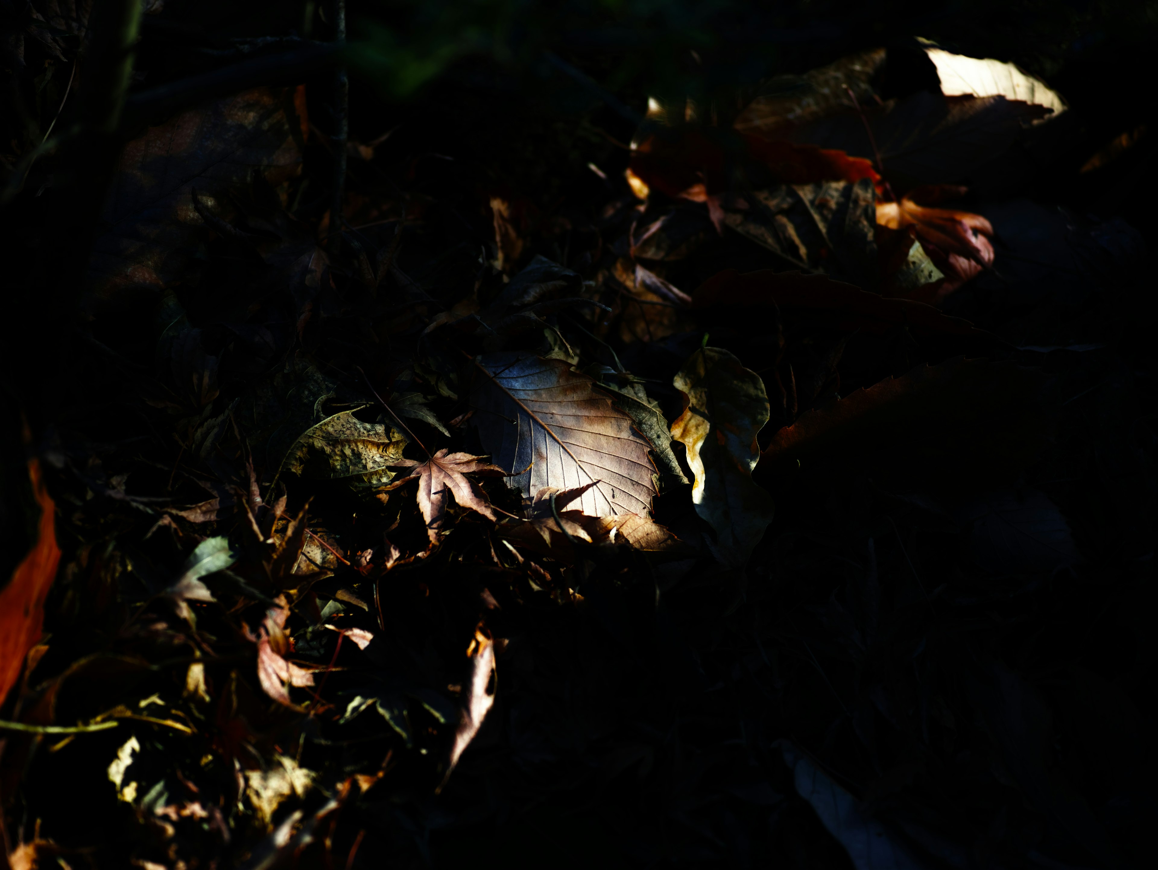 Colorful leaves scattered on a dark background