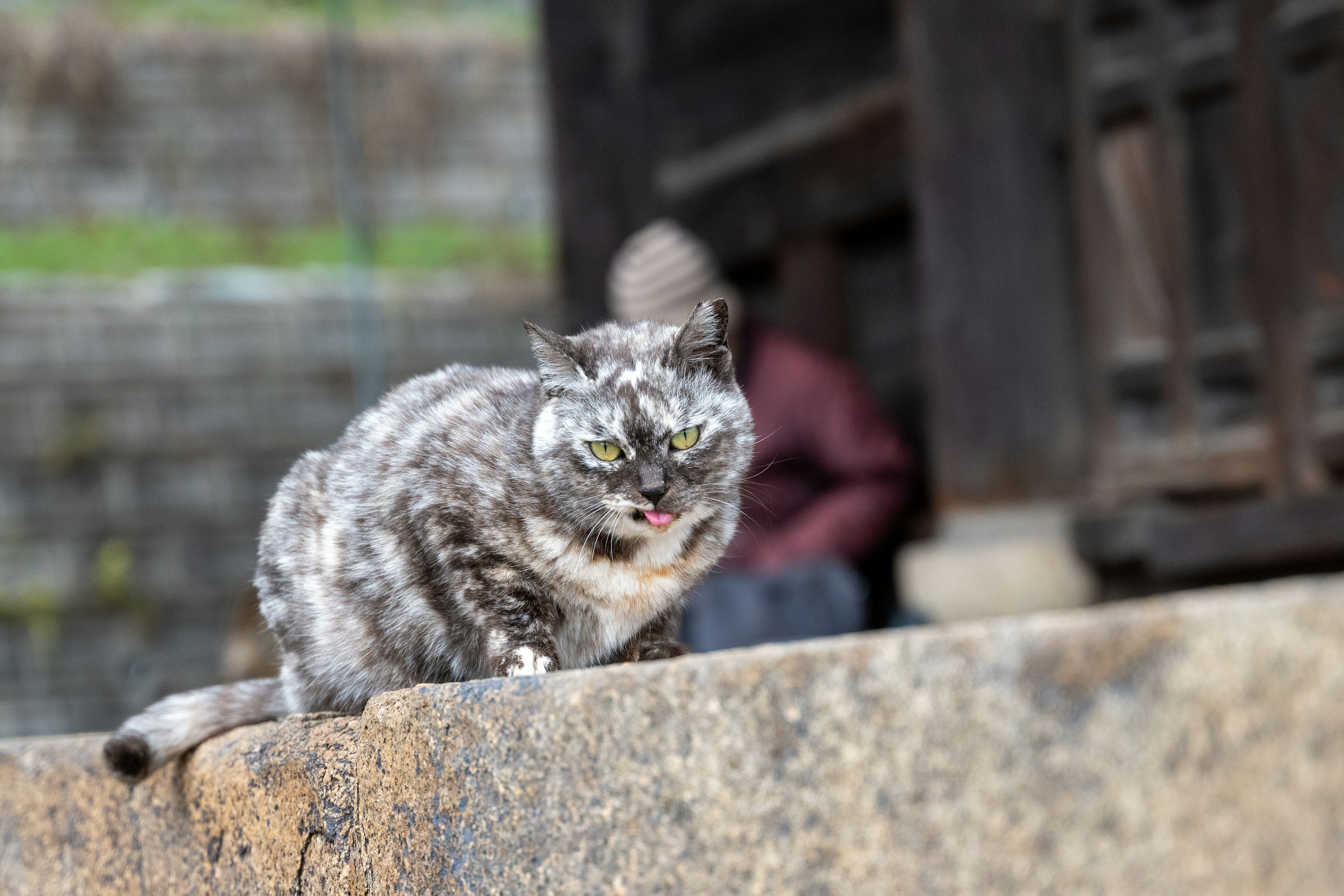 Un chat à fourrure grise assis sur une pierre avec une personne en arrière-plan