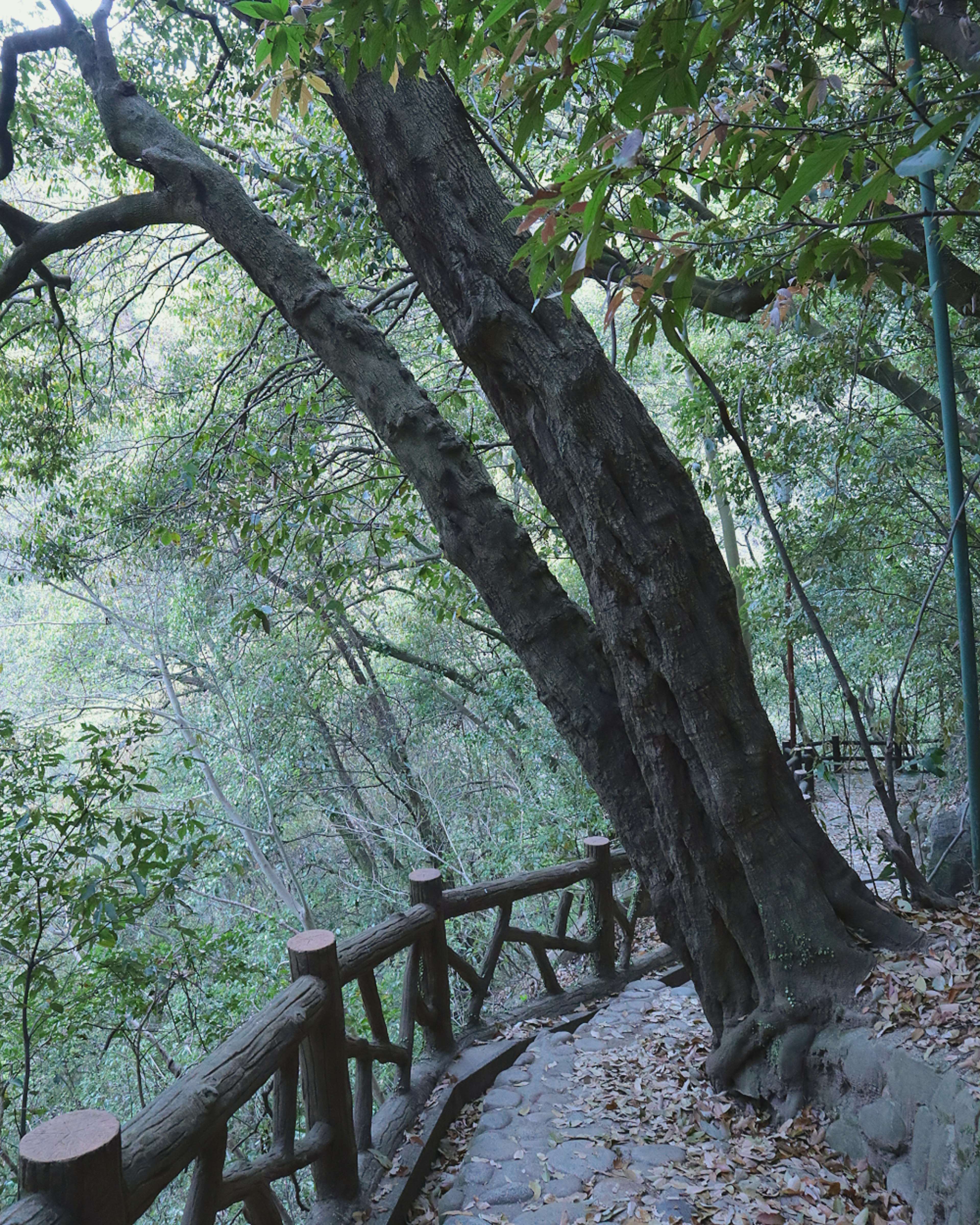 Ein gewundener Weg in einem üppigen Wald mit zwei großen Bäumen und einem Holzgeländer