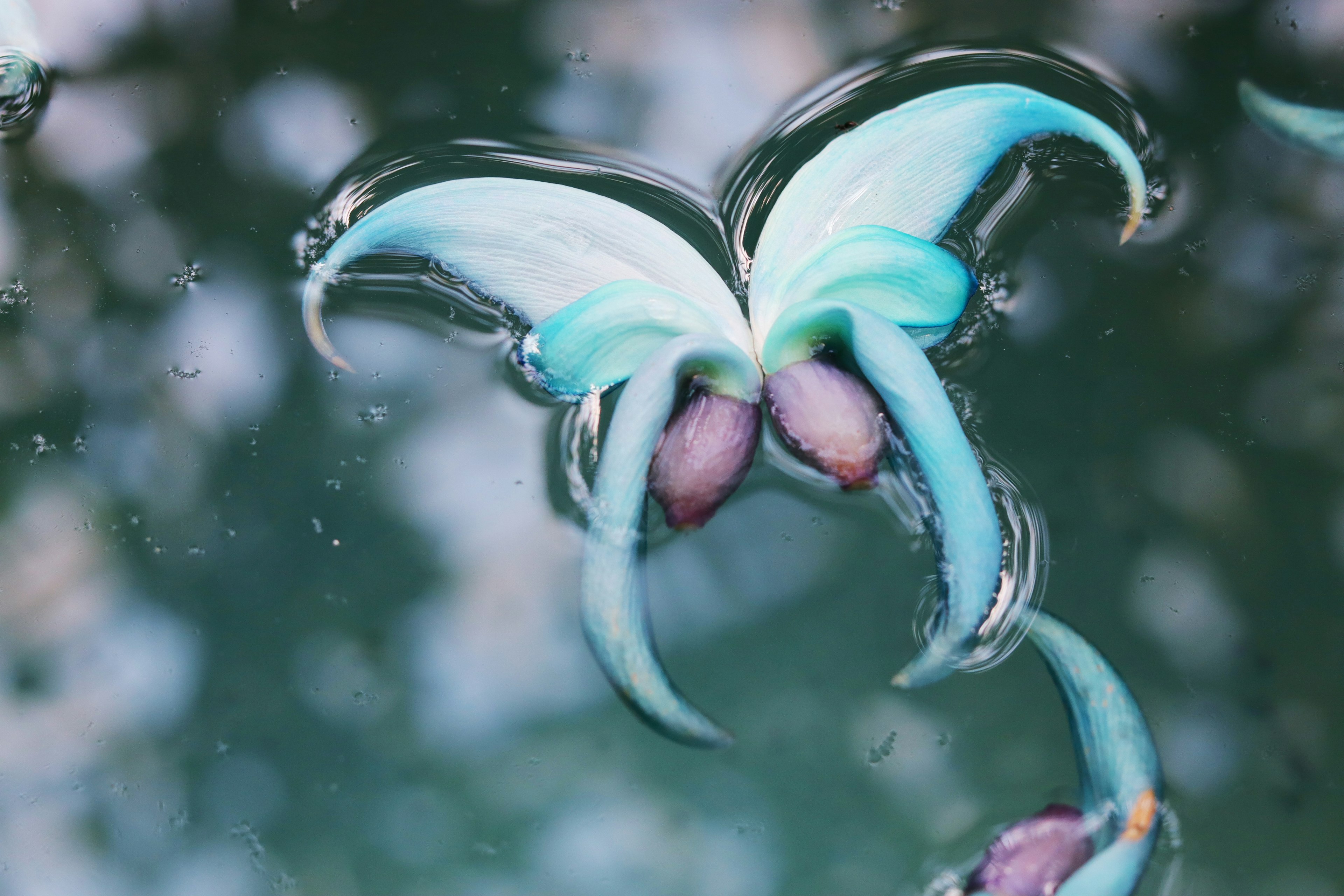 Blume, die einem blauen Schmetterling ähnelt und auf Wasser schwimmt