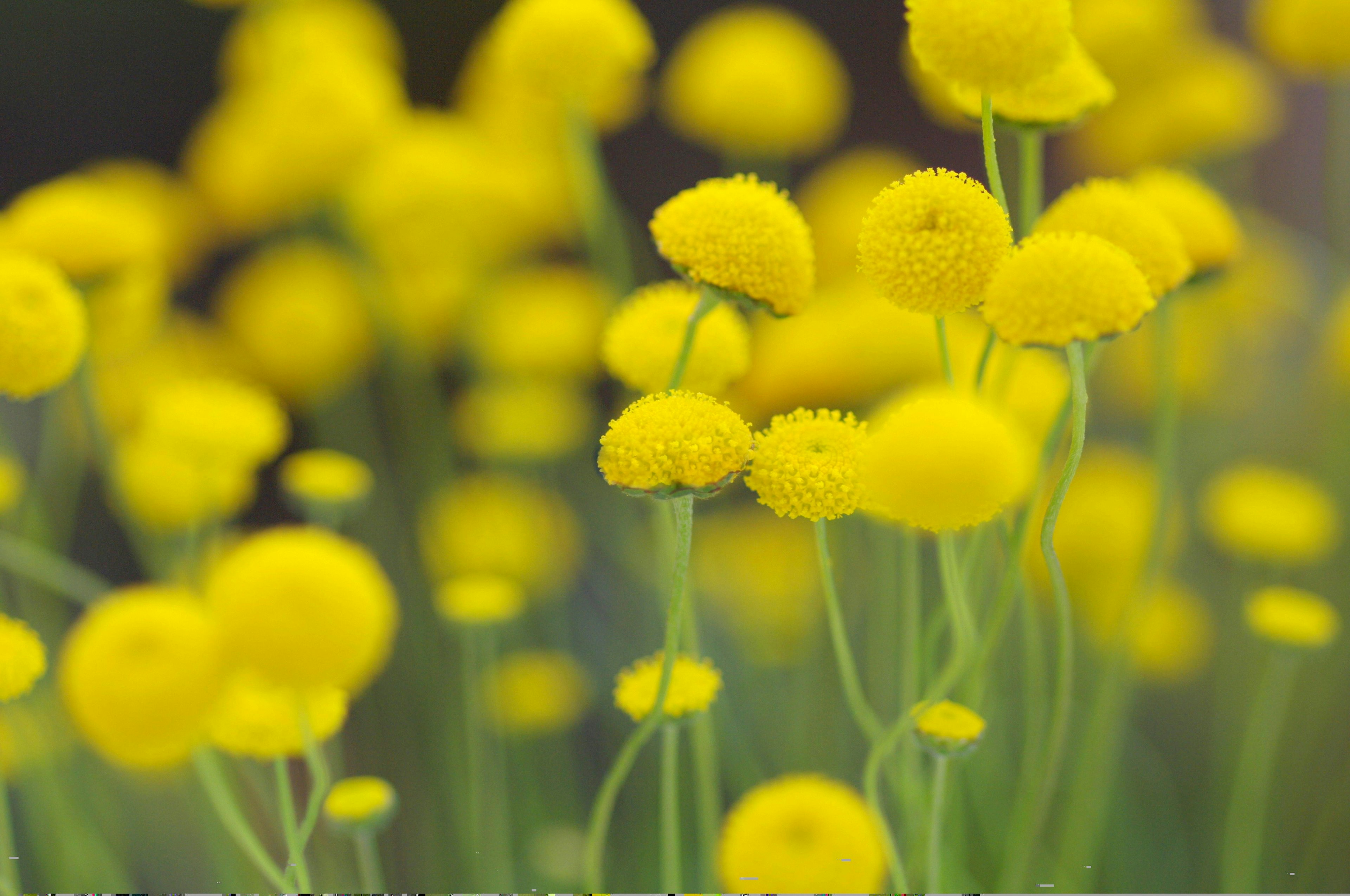 A close-up of vibrant yellow flowers with round petals