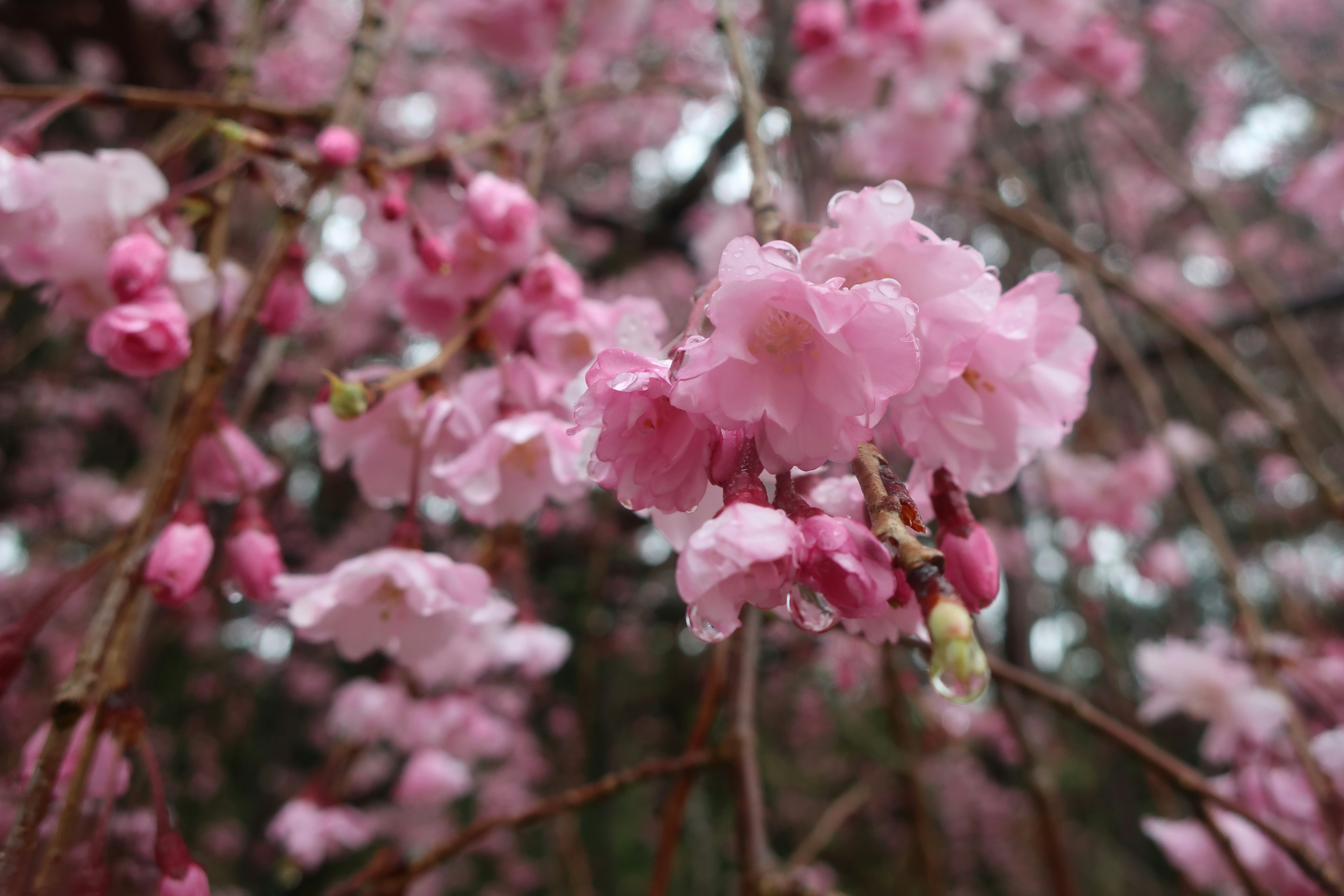 Gros plan de branches avec de délicates fleurs roses