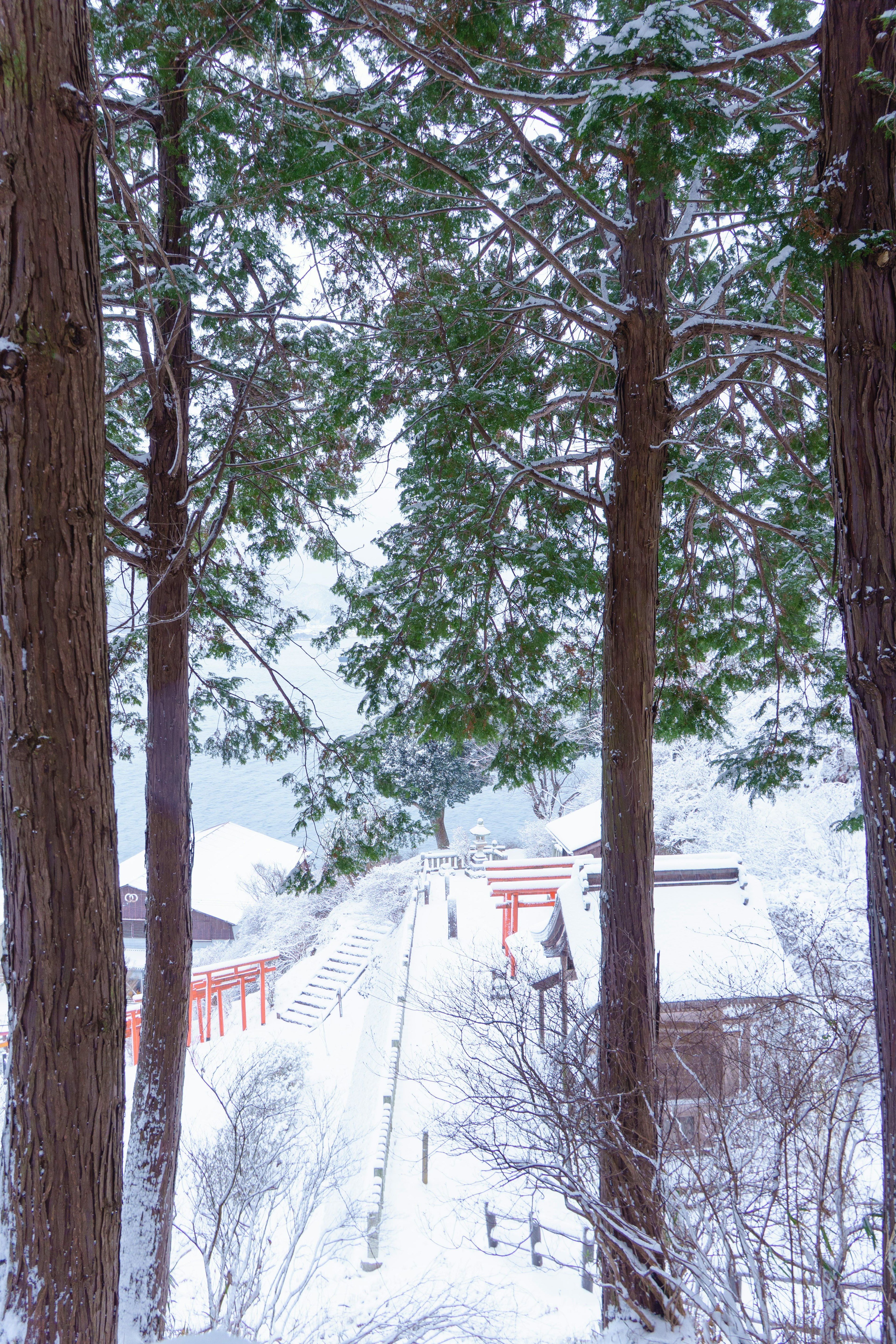 雪に覆われた風景と木々の間に見える神社