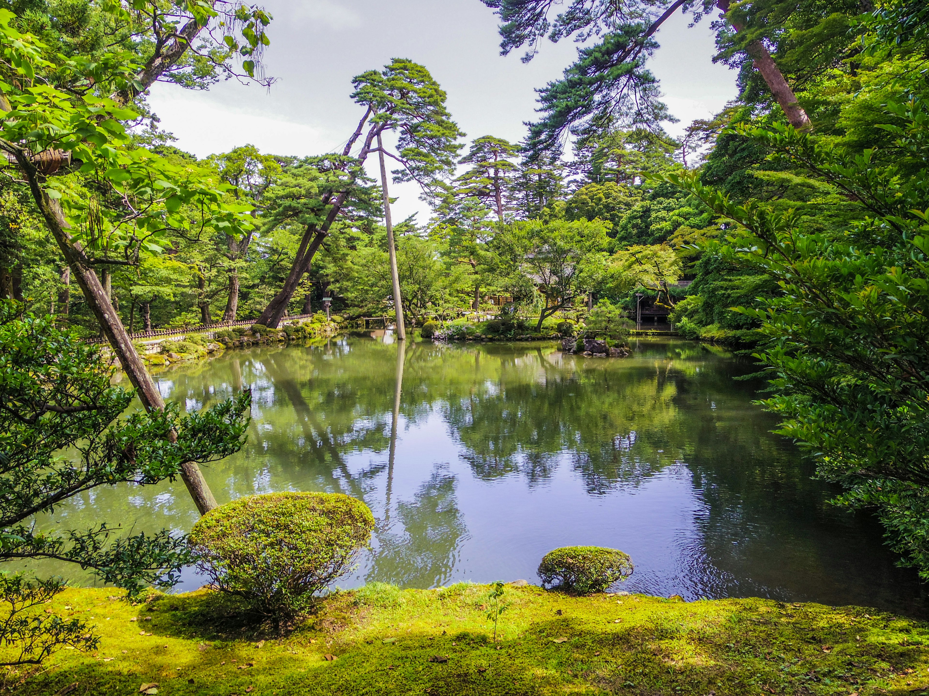 Una vista di giardino serena con uno stagno tranquillo circondato da vegetazione lussureggiante