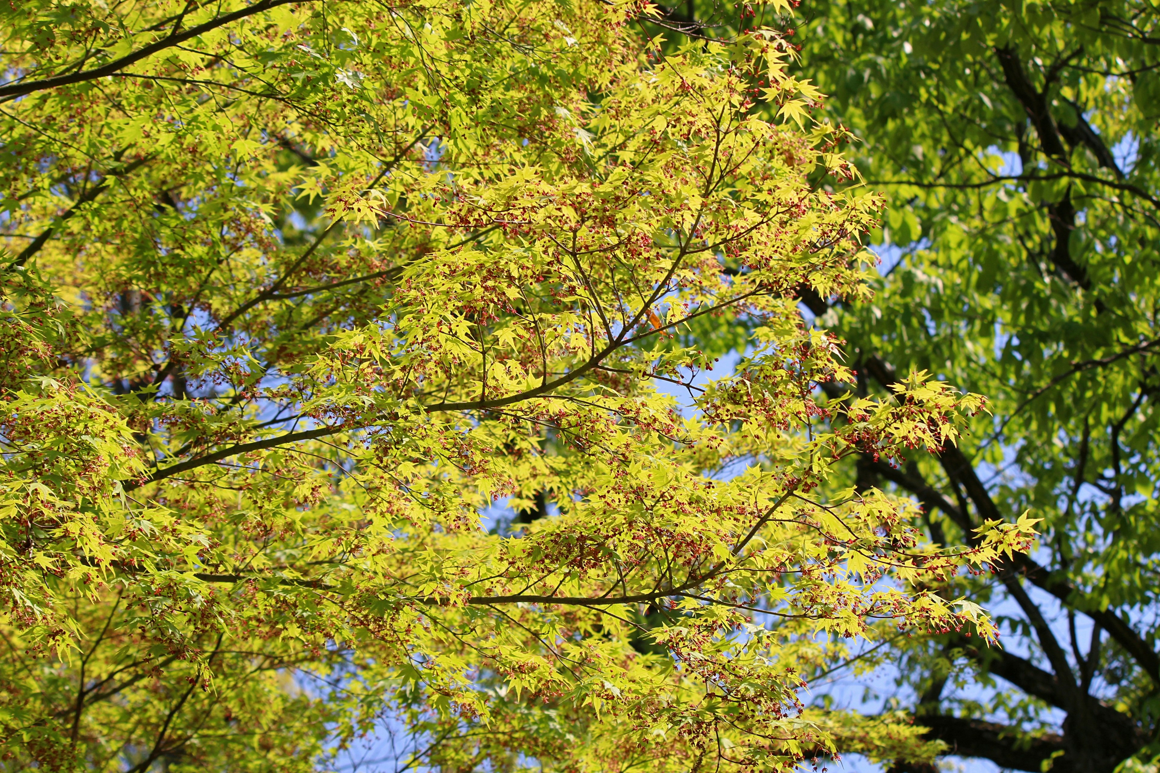 Bright yellow leaves spread against a blue sky background among trees