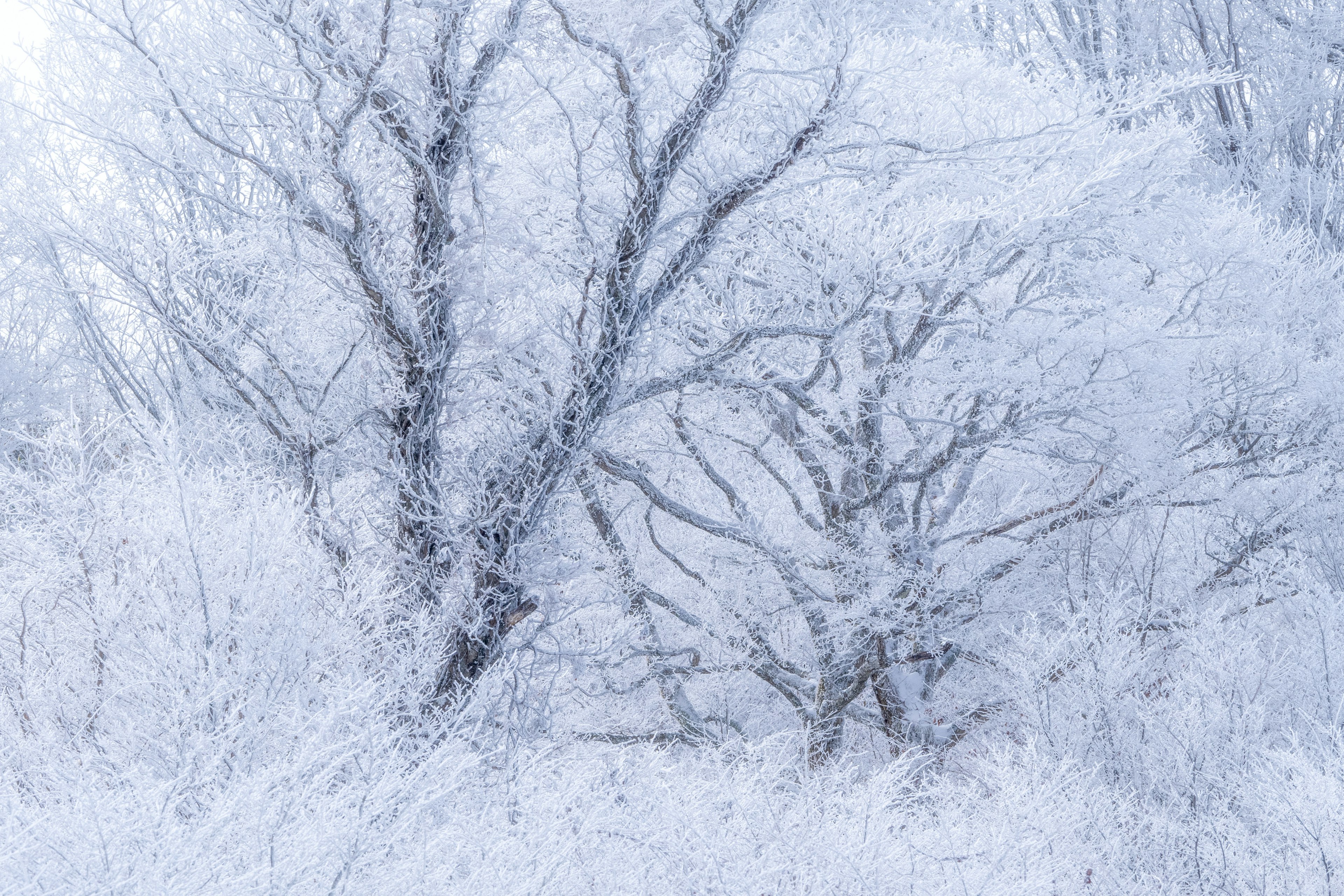 被雪覆盖的树木在宁静的冬季景观中