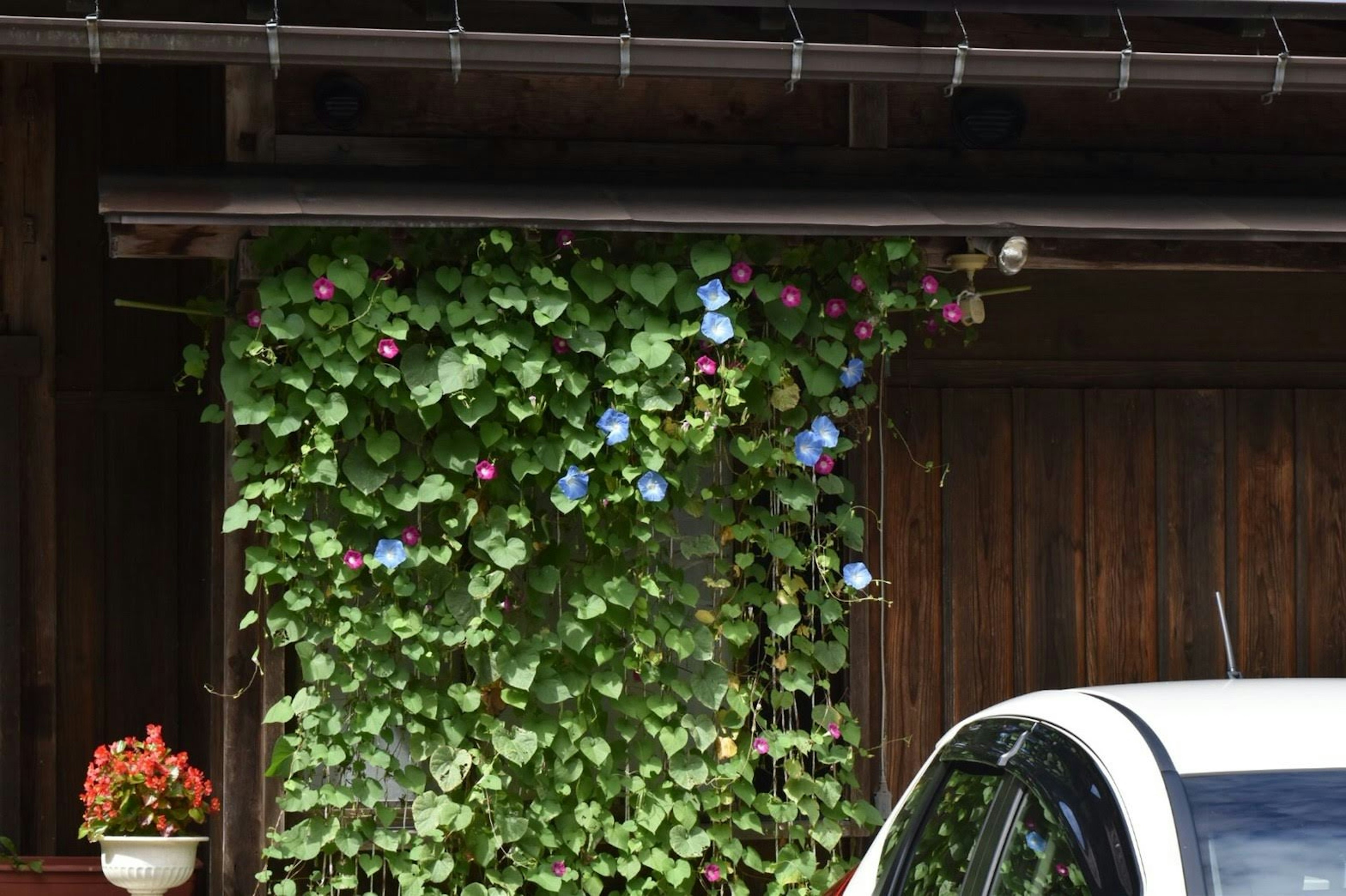 Viti fiorite blu che si arrampicano su un'esterno in legno di casa con un'auto bianca