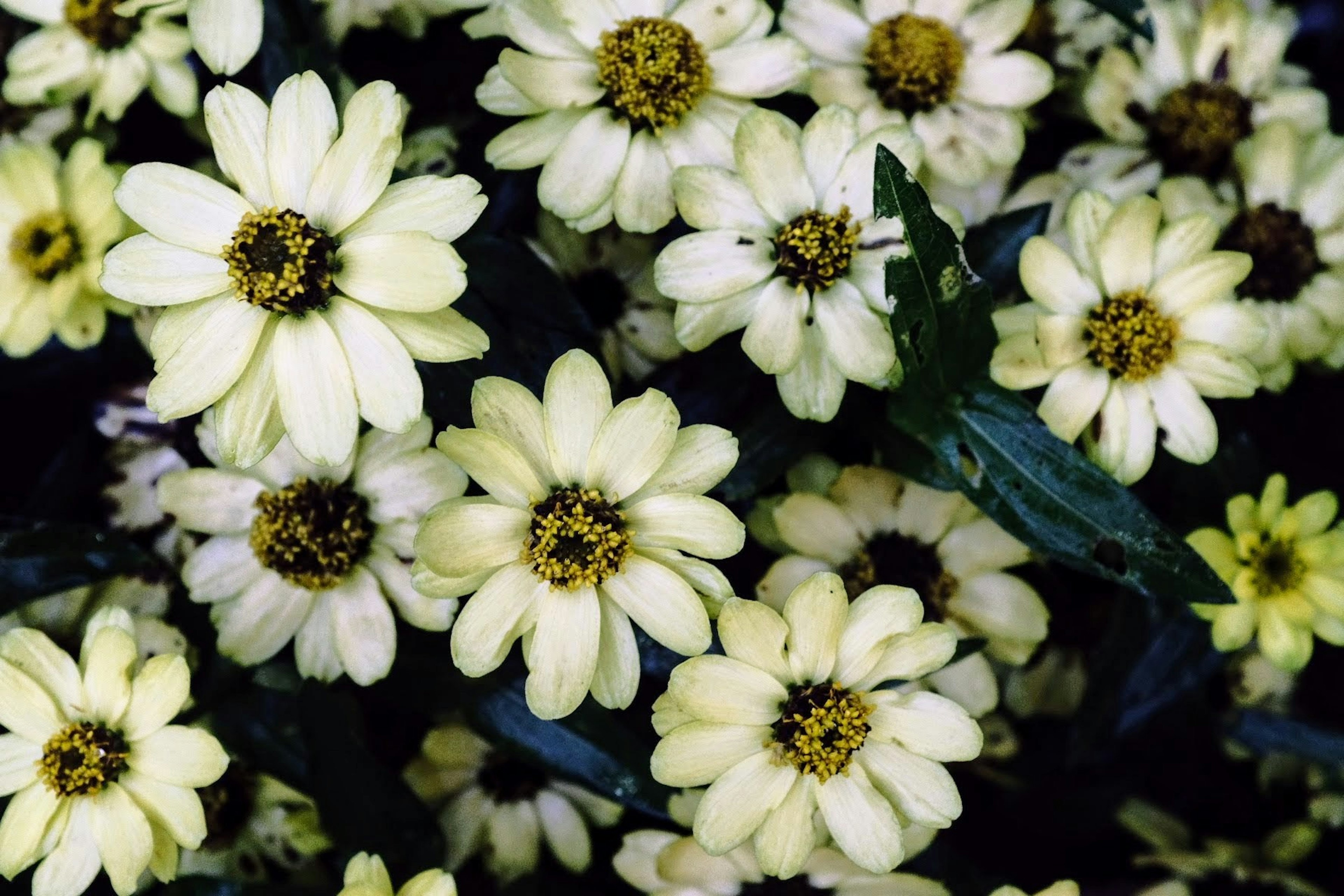 A close-up of densely clustered yellow flowers with green leaves