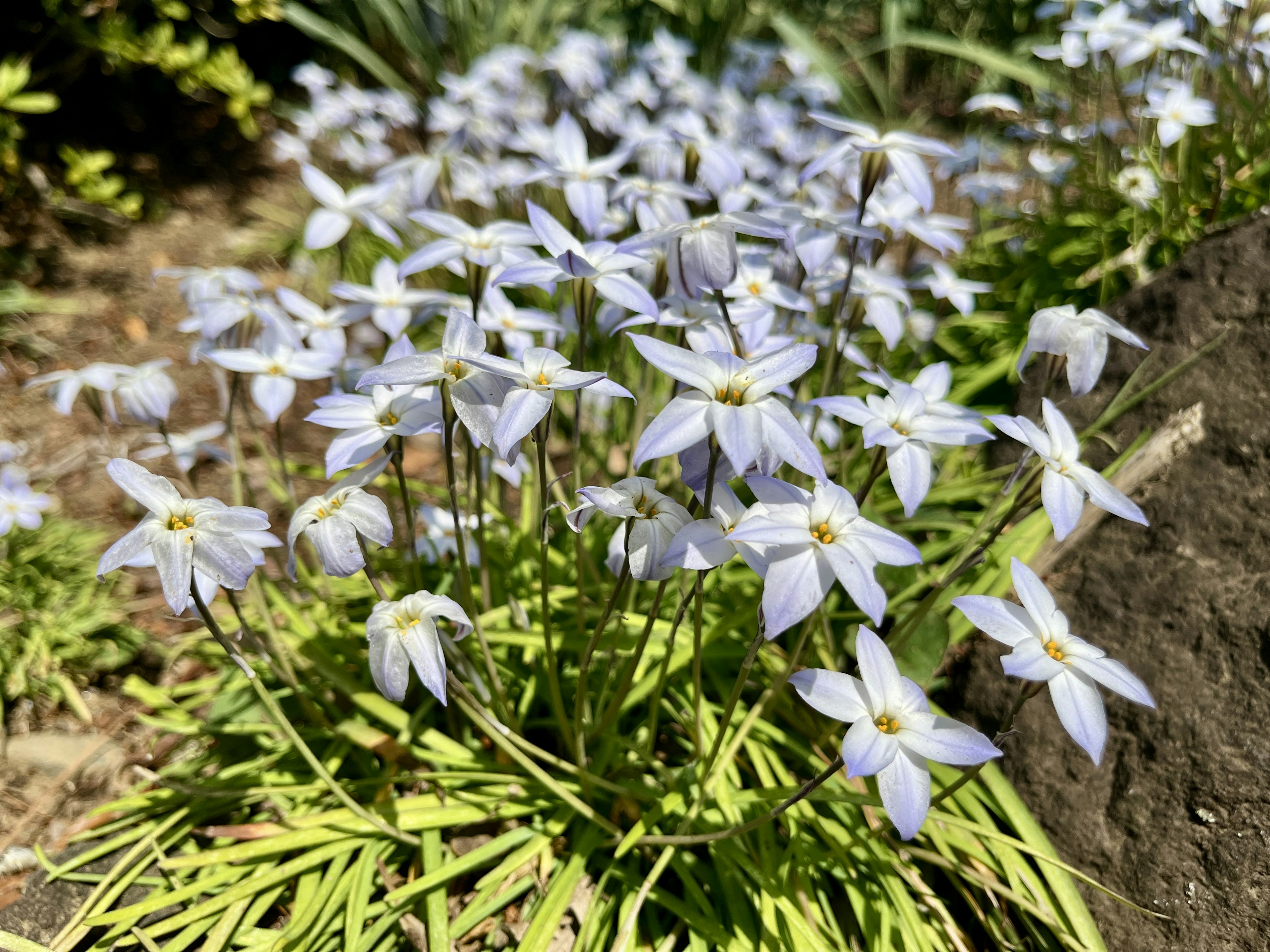 A garden scene with clusters of pale blue flowers