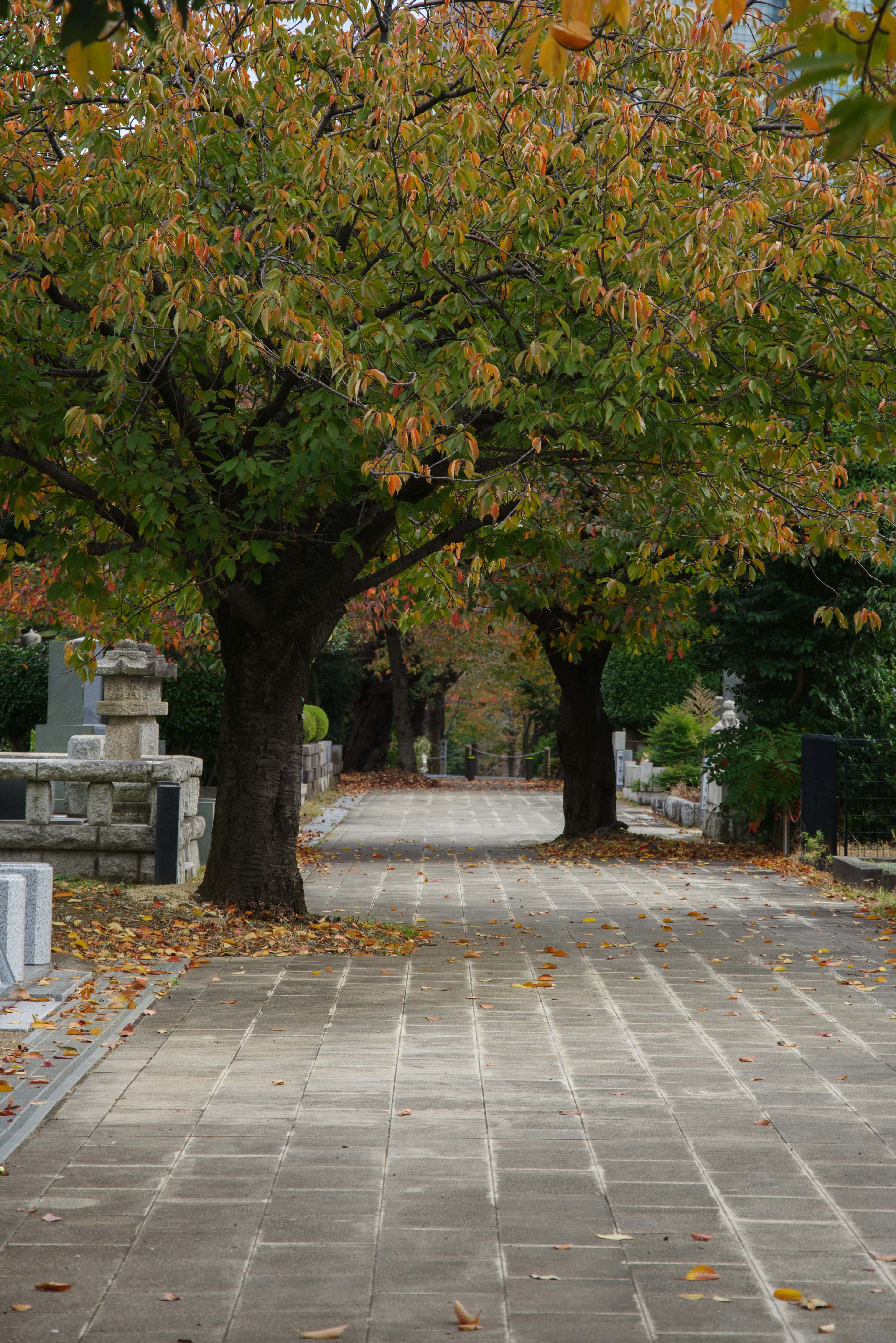 Quiet pathway surrounded by autumn-colored trees