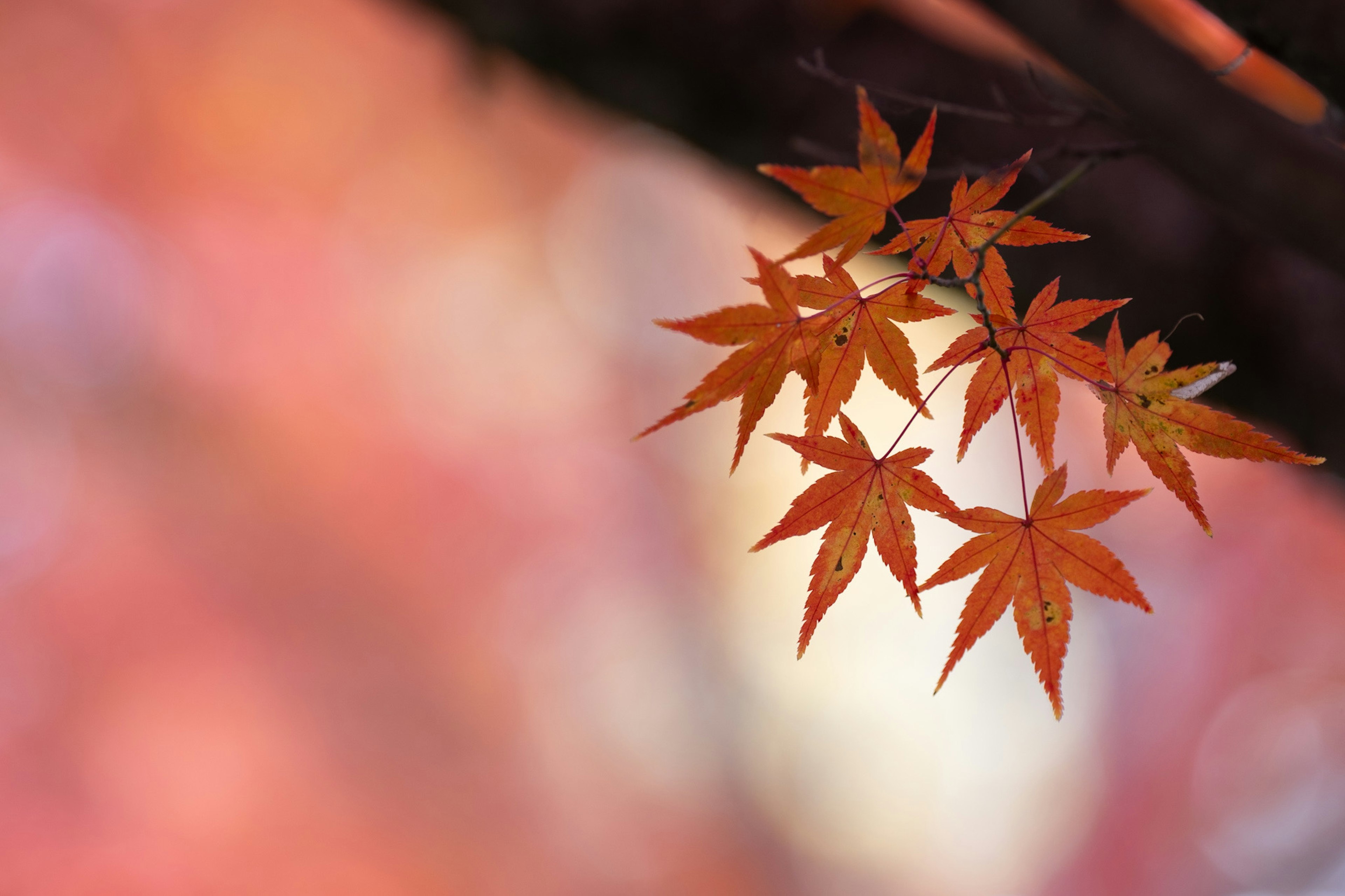 鮮やかな赤いモミジの葉が背景のぼやけた紅葉と対比している