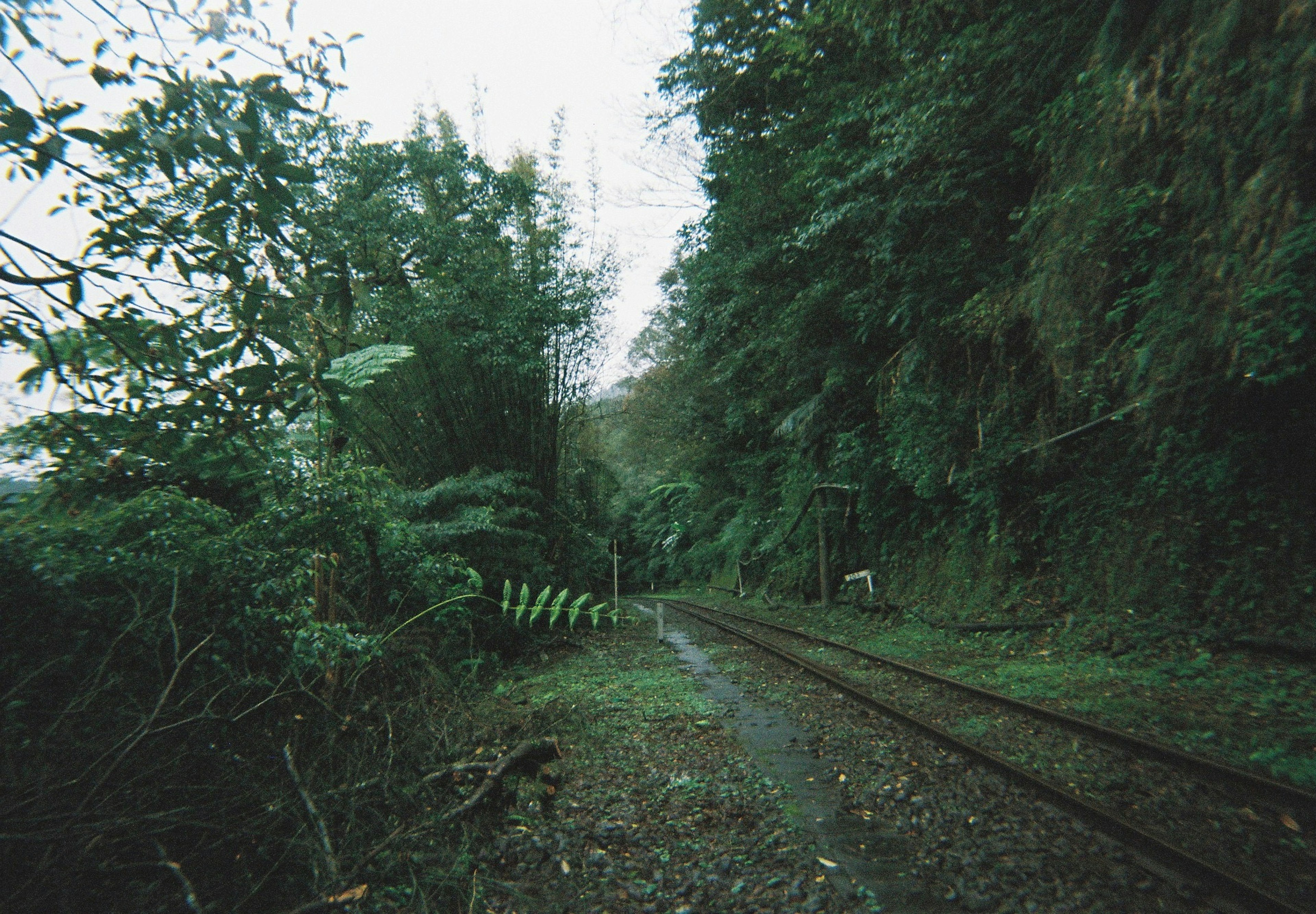 ทิวทัศน์ที่สวยงามของรางรถไฟที่ถูกล้อมรอบด้วยพืชเขียวชอุ่ม